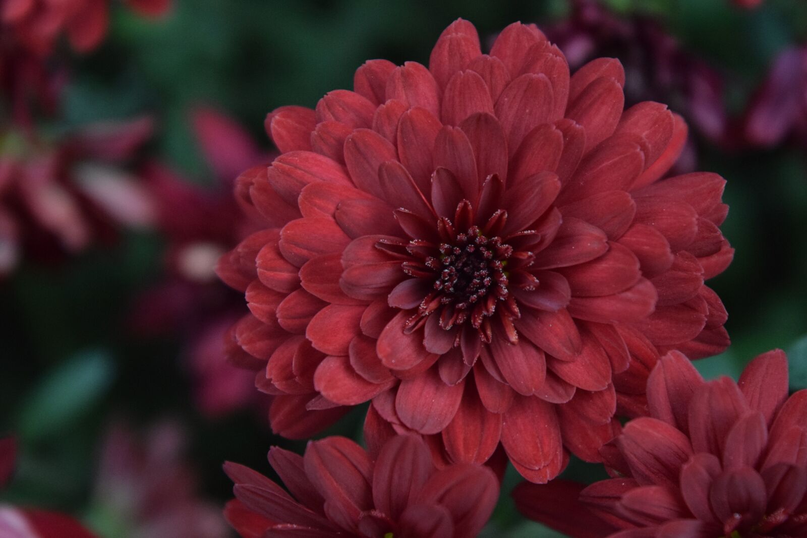 Nikon D5300 sample photo. Fleure, nature, summer photography