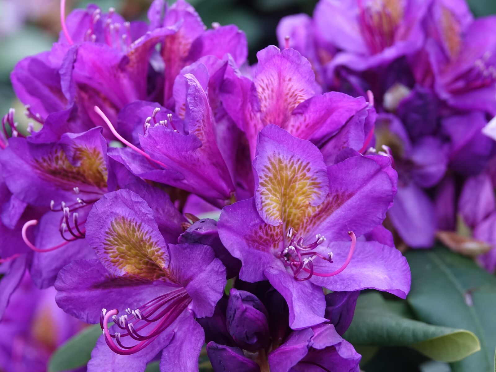 Sony Cyber-shot DSC-RX10 III sample photo. Rhododendron, flower, garden photography