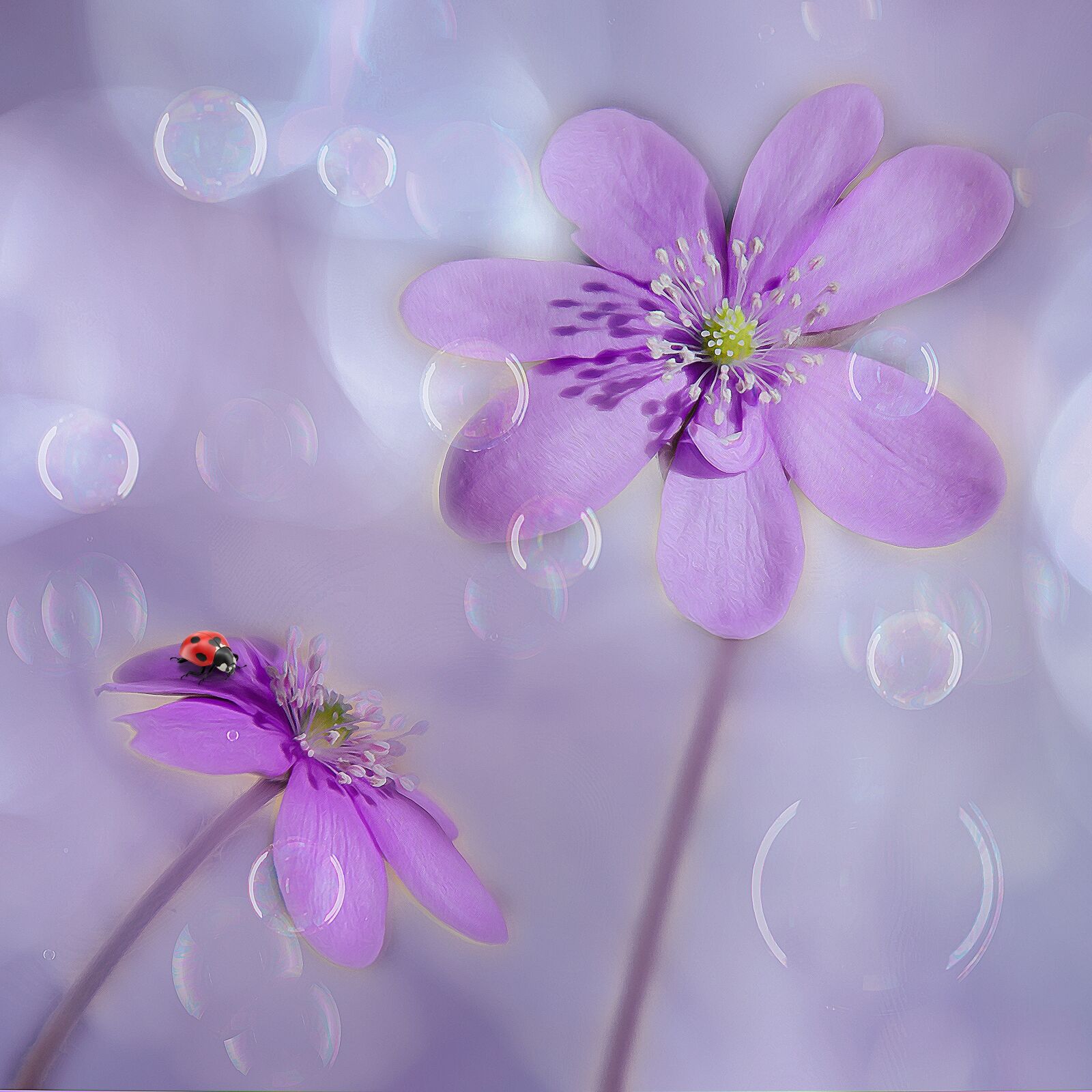 Canon EOS 650D (EOS Rebel T4i / EOS Kiss X6i) sample photo. Hepatica, soap bubbles, ladybug photography