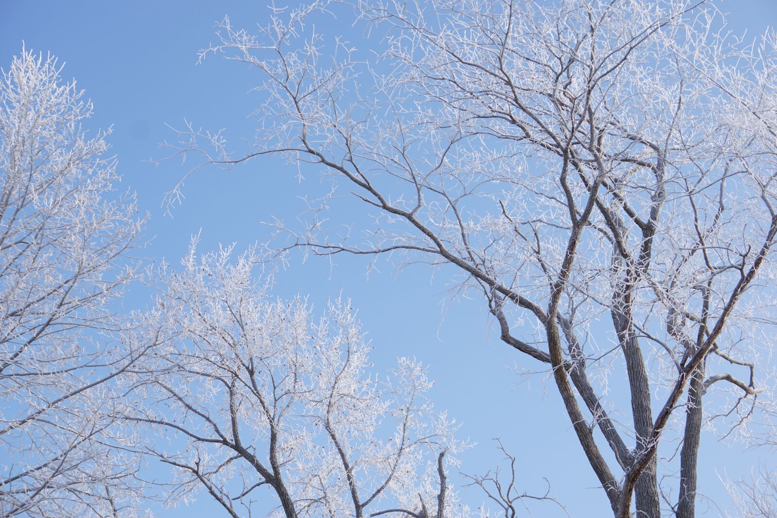 Sony E 55-210mm F4.5-6.3 OSS sample photo. Frost, winter, trees photography