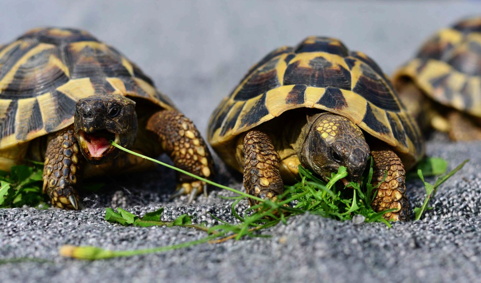 Nikon D610 sample photo. Turtles, reptile, animal photography
