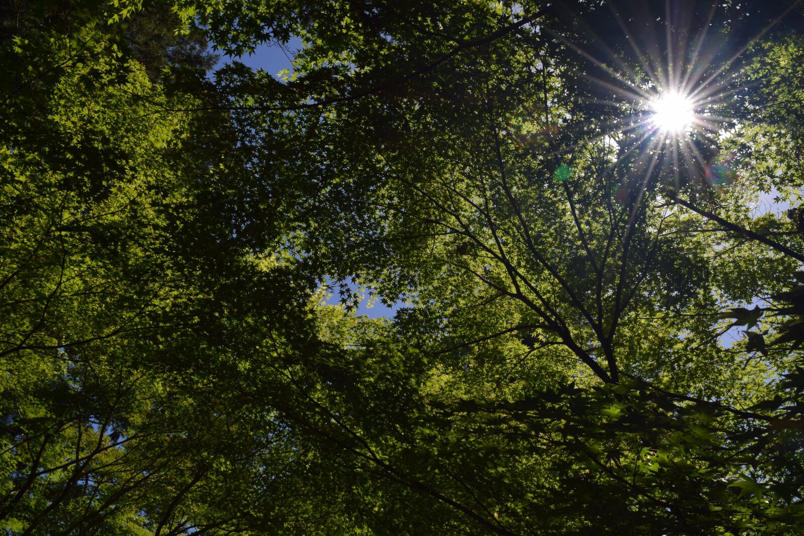Nikon D3300 sample photo. Fresh green, sunbeams photography