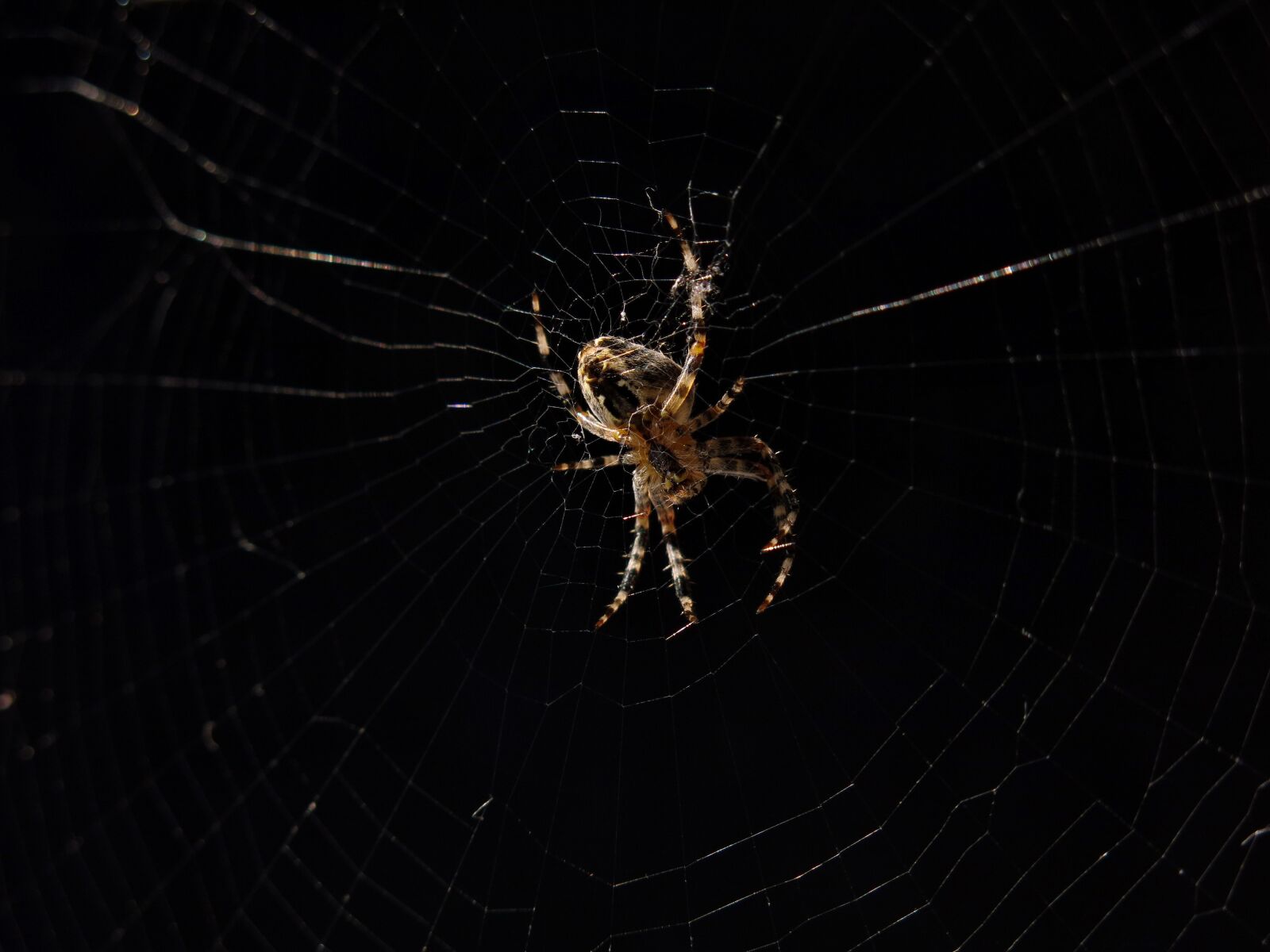 Canon PowerShot G15 sample photo. Garden spider, spider of photography