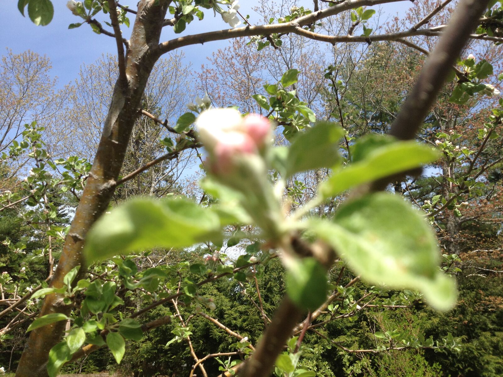 iPhone 4S back camera 4.28mm f/2.4 sample photo. Buds, canada, flowers, nova photography