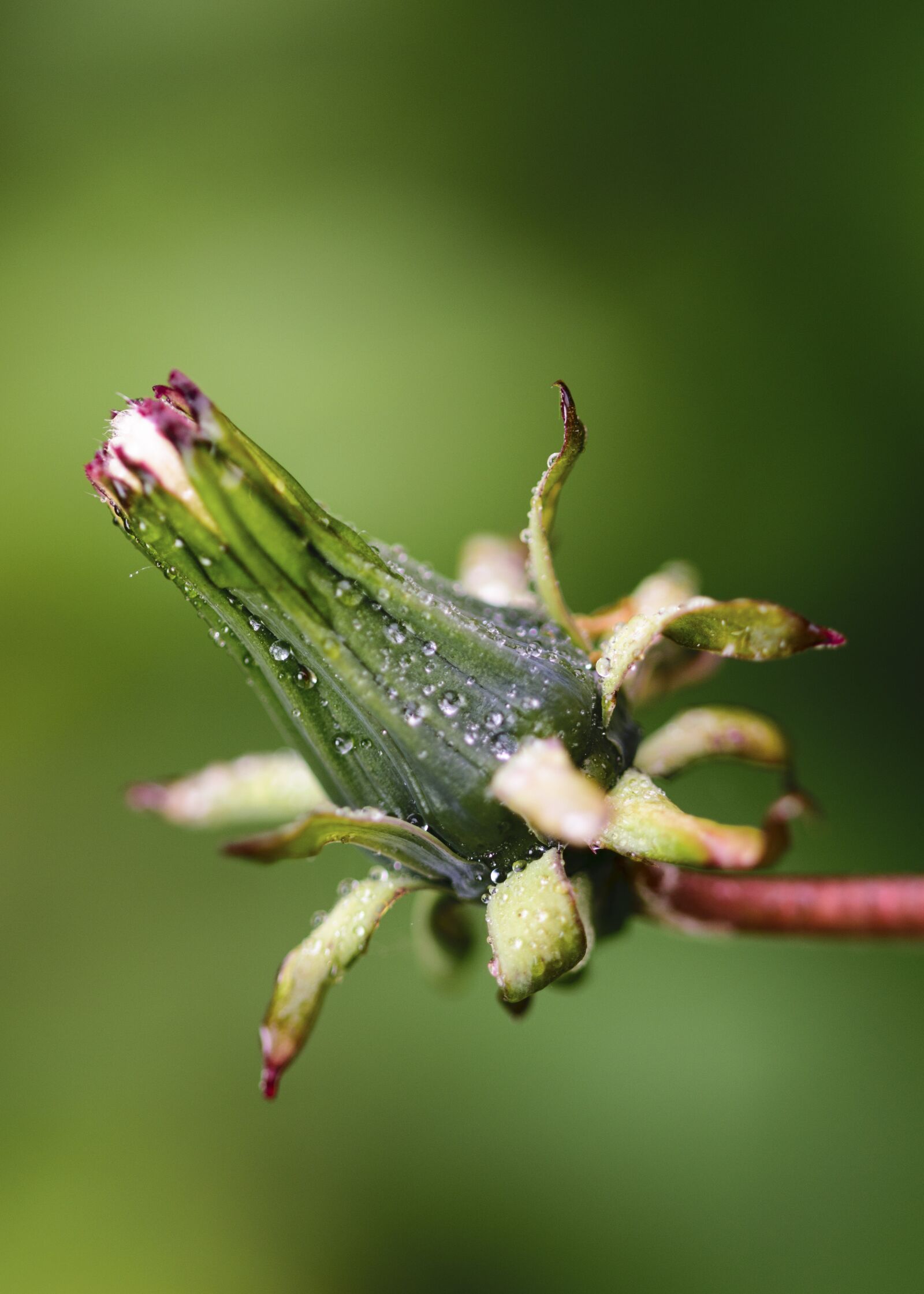 Nikon D5300 sample photo. Macro, green, nature photography
