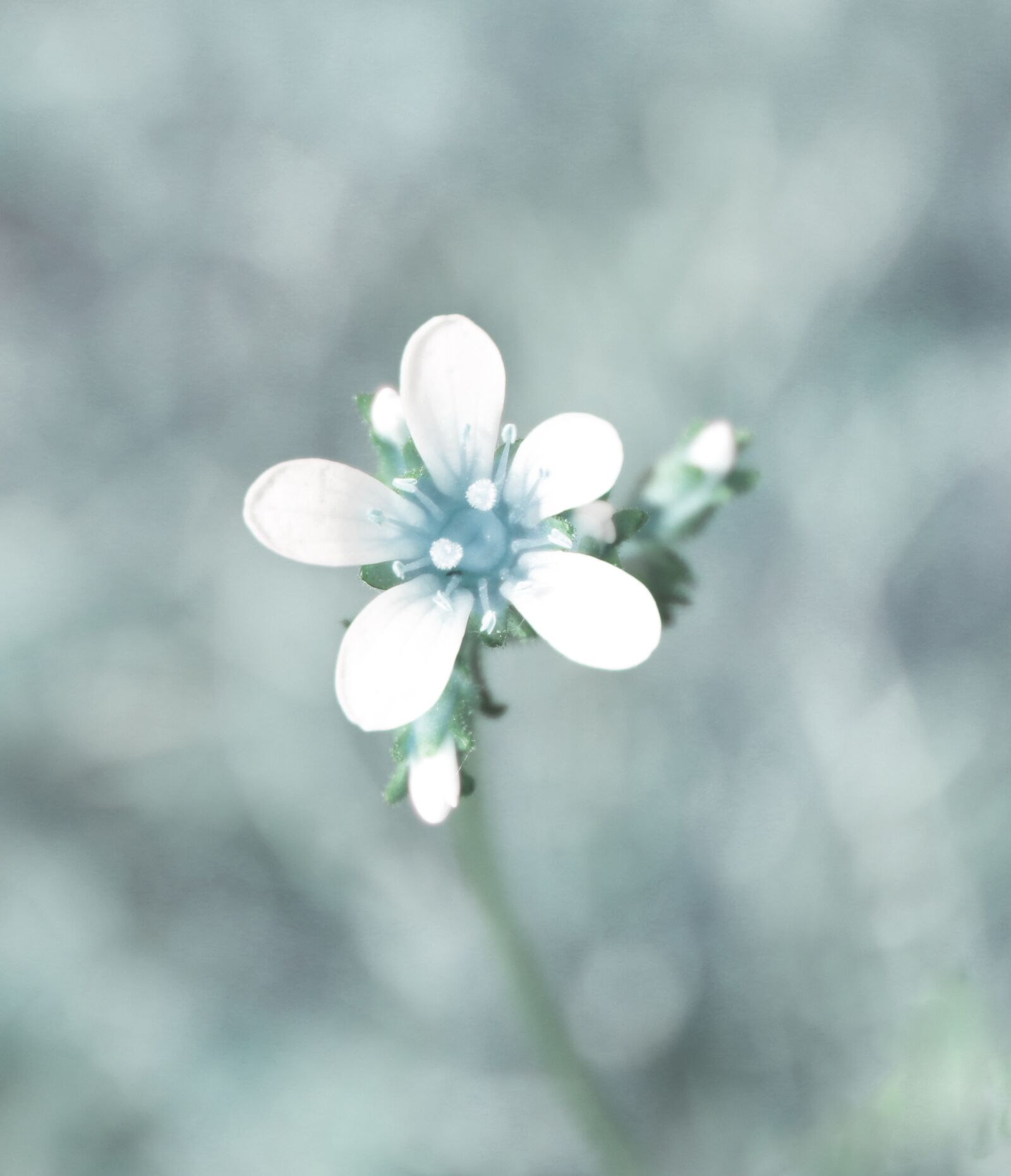 Canon EOS 77D (EOS 9000D / EOS 770D) sample photo. Flower, fantasy, surreal photography