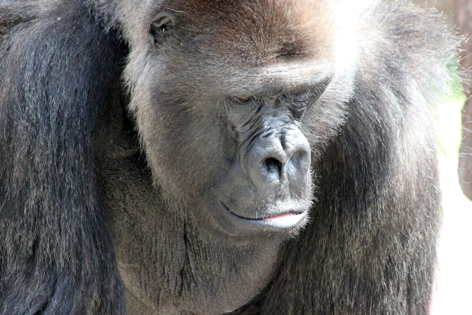 Canon EOS 550D (EOS Rebel T2i / EOS Kiss X4) sample photo. Gorilla, ape, strength photography