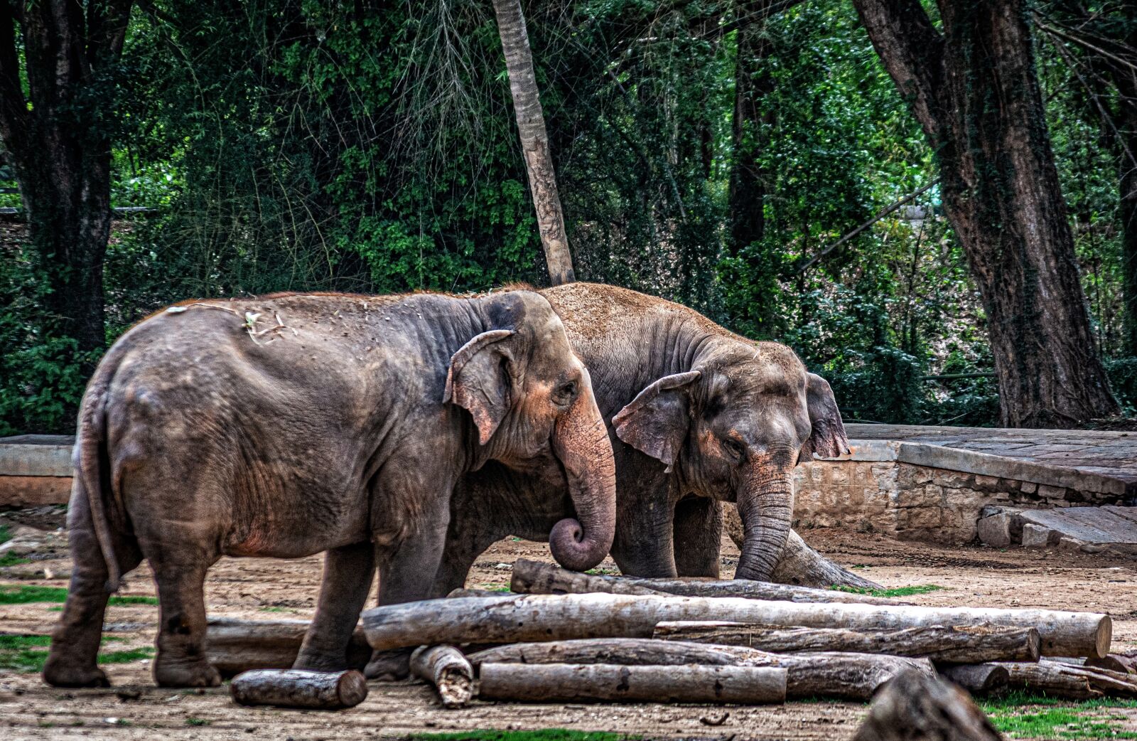 Nikon D5200 sample photo. Elephants, pachyderm, animal photography