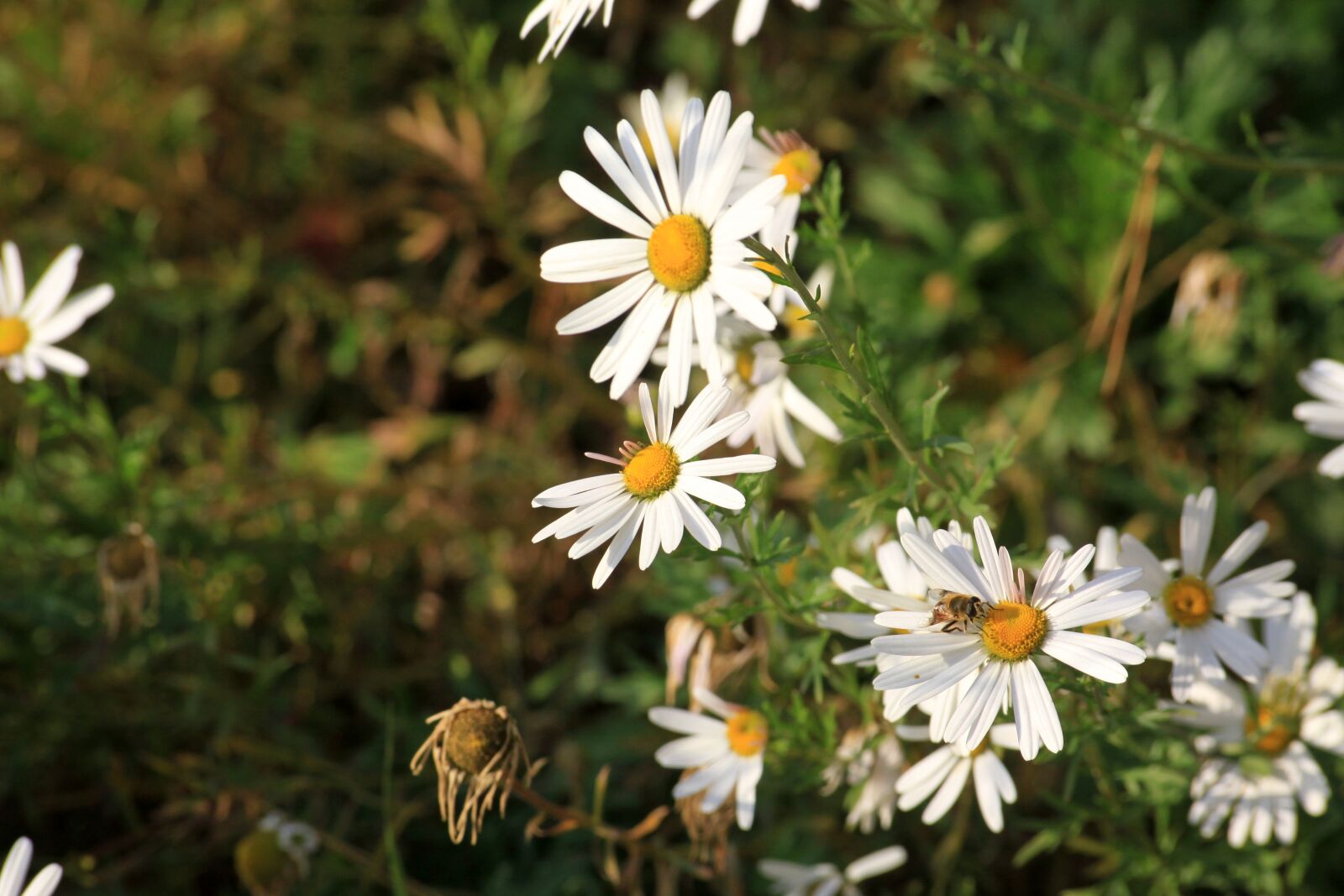 Canon EOS 50D sample photo. Flowers, plants, white photography