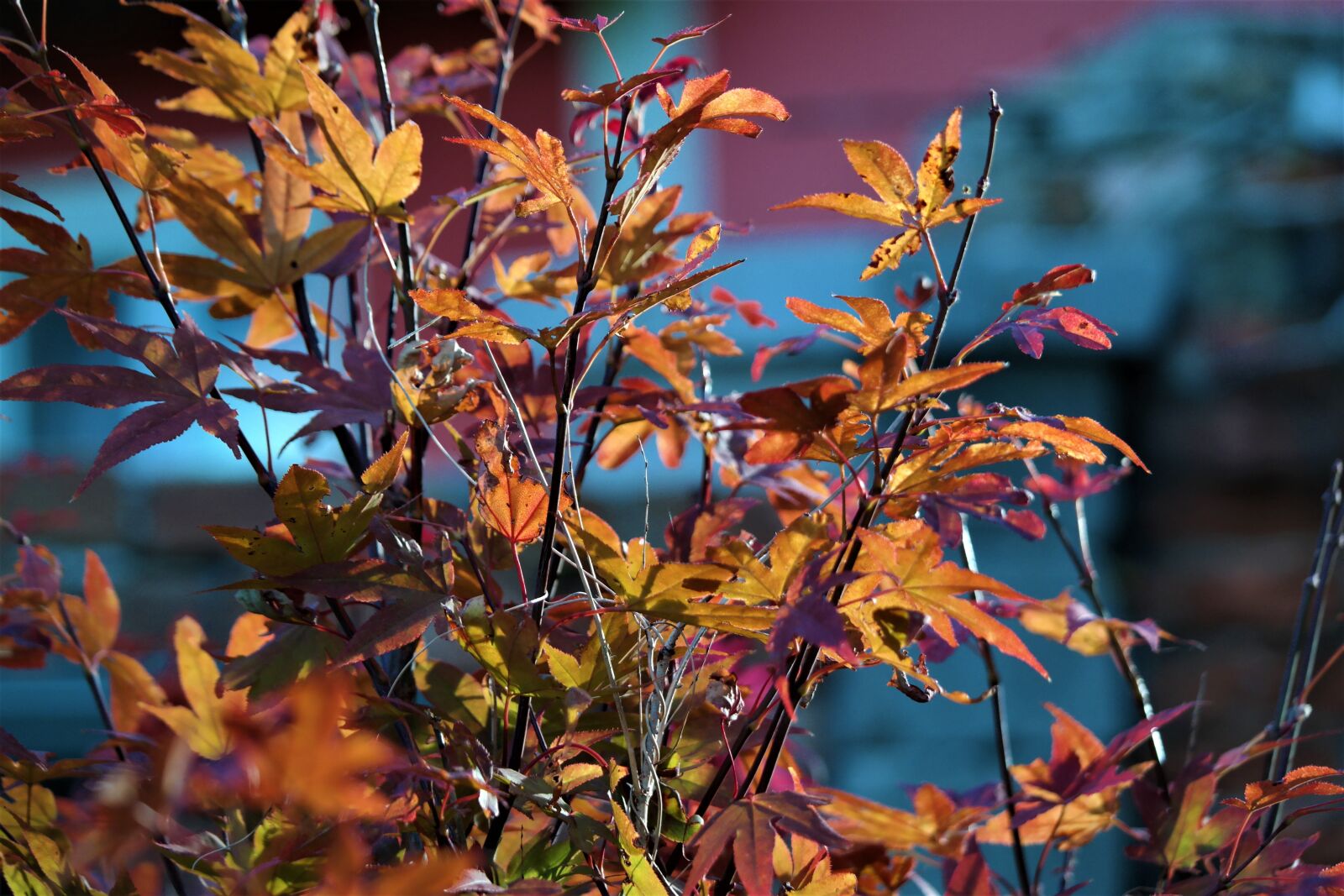 NX 50-200mm F4-5.6 sample photo. Leaves, tree, maple photography