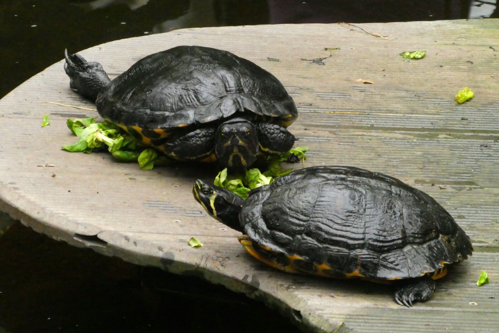 Panasonic Lumix DC-ZS70 (Lumix DC-TZ90) sample photo. Turtle, food, butterfly garden photography