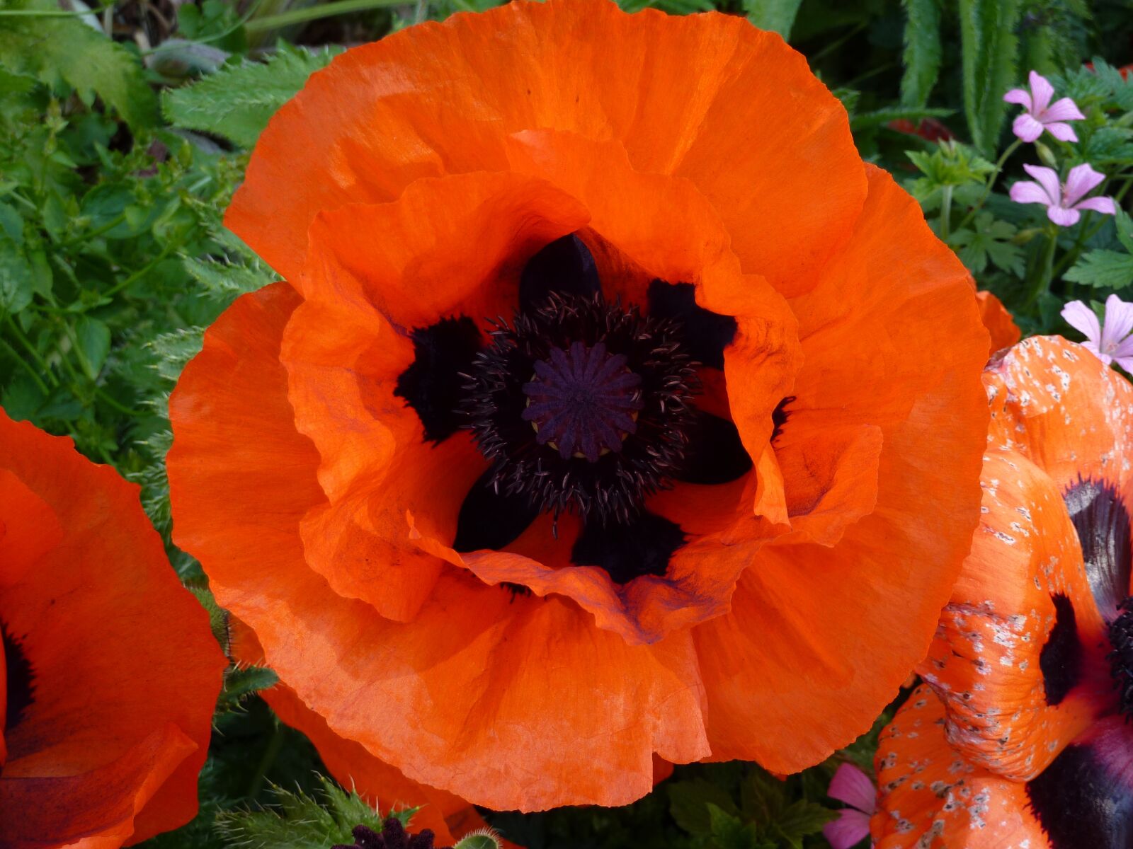 Panasonic Lumix DMC-ZS1 (Lumix DMC-TZ6) sample photo. Poppy, red, flower photography