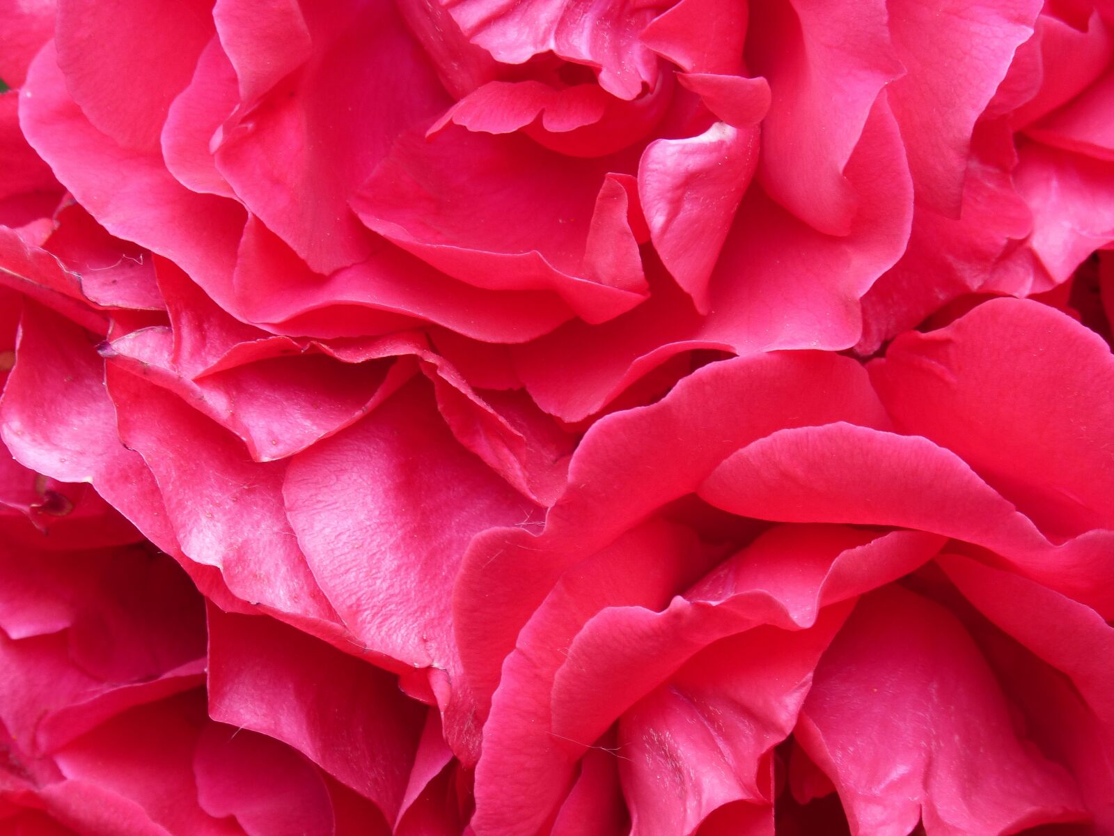 Panasonic DMC-FZ62 sample photo. Roses, petals, texture photography