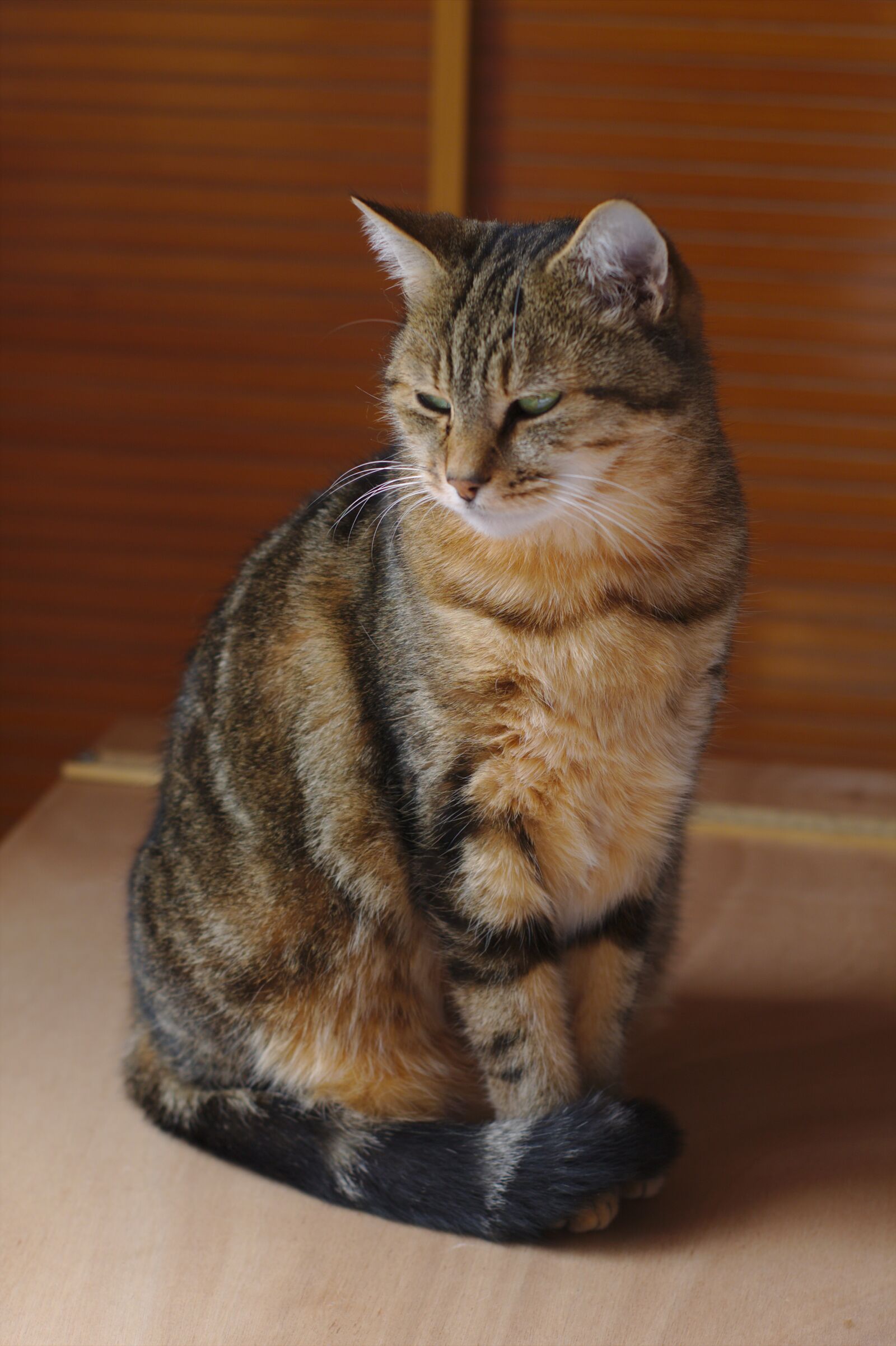 Canon EOS 1100D (EOS Rebel T3 / EOS Kiss X50) sample photo. Cat, tabby, predator photography