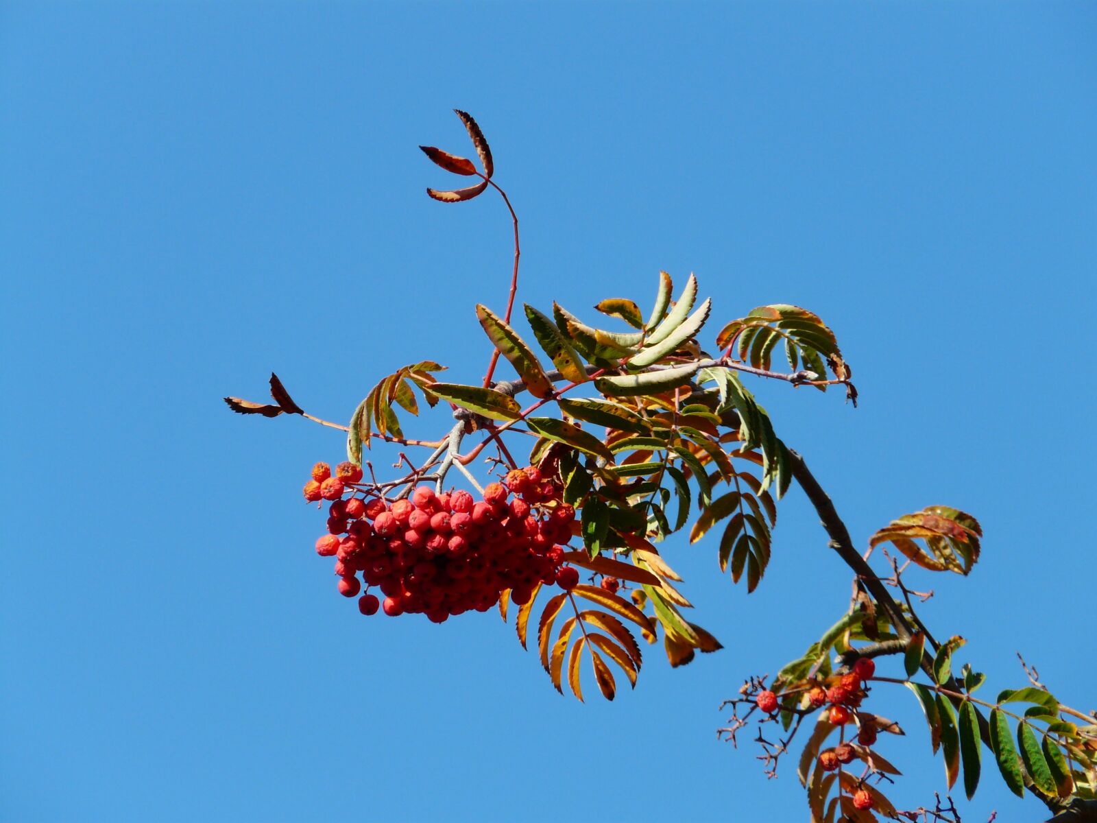 Panasonic DMC-FZ18 sample photo. Mountain ash, ash, rowan photography