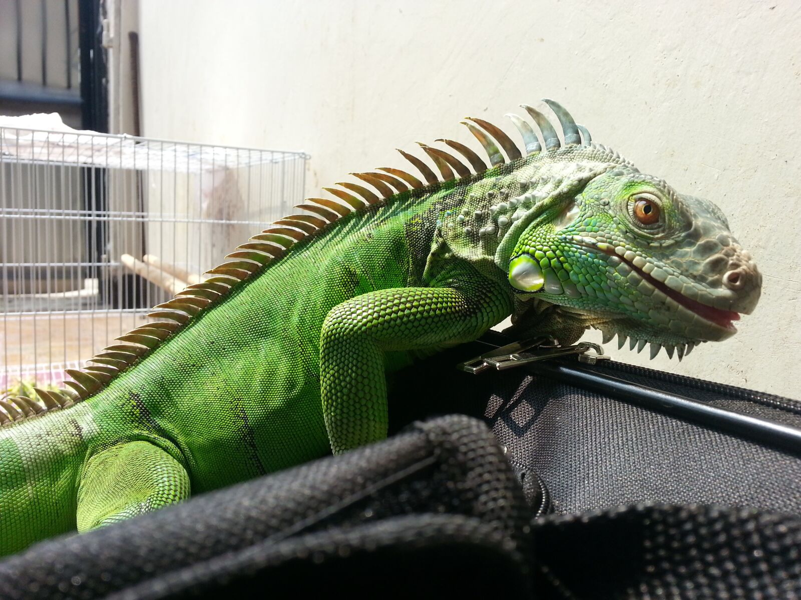 Samsung Galaxy S3 sample photo. Pet, iguana, monsters photography
