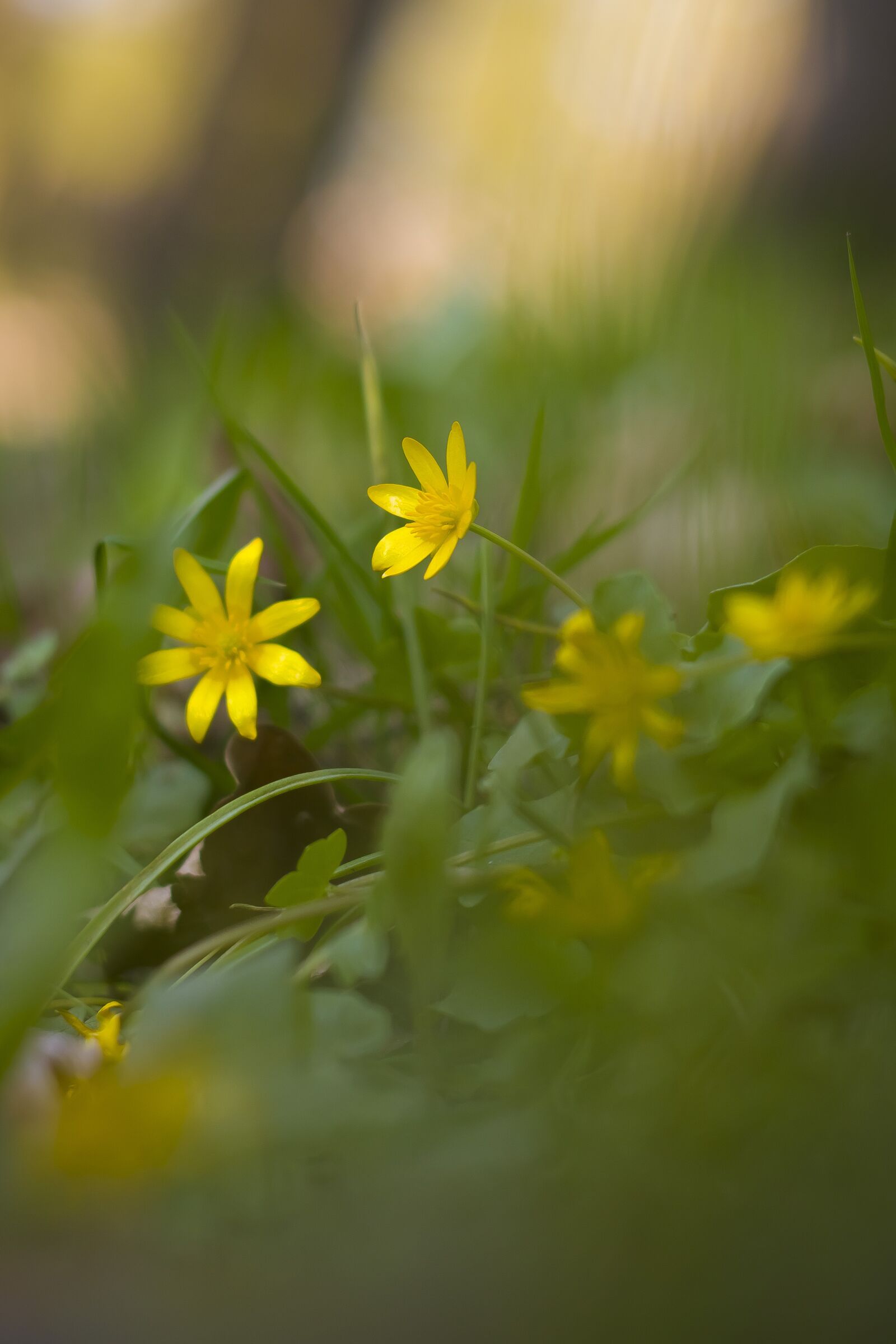 Pentax smc DA 50mm F1.8 sample photo. Spring, flowers, flower photography