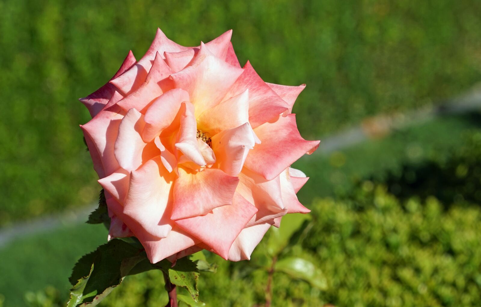 Sony a7 + Sony FE 24-240mm F3.5-6.3 OSS sample photo. Rose, pink, blossom photography