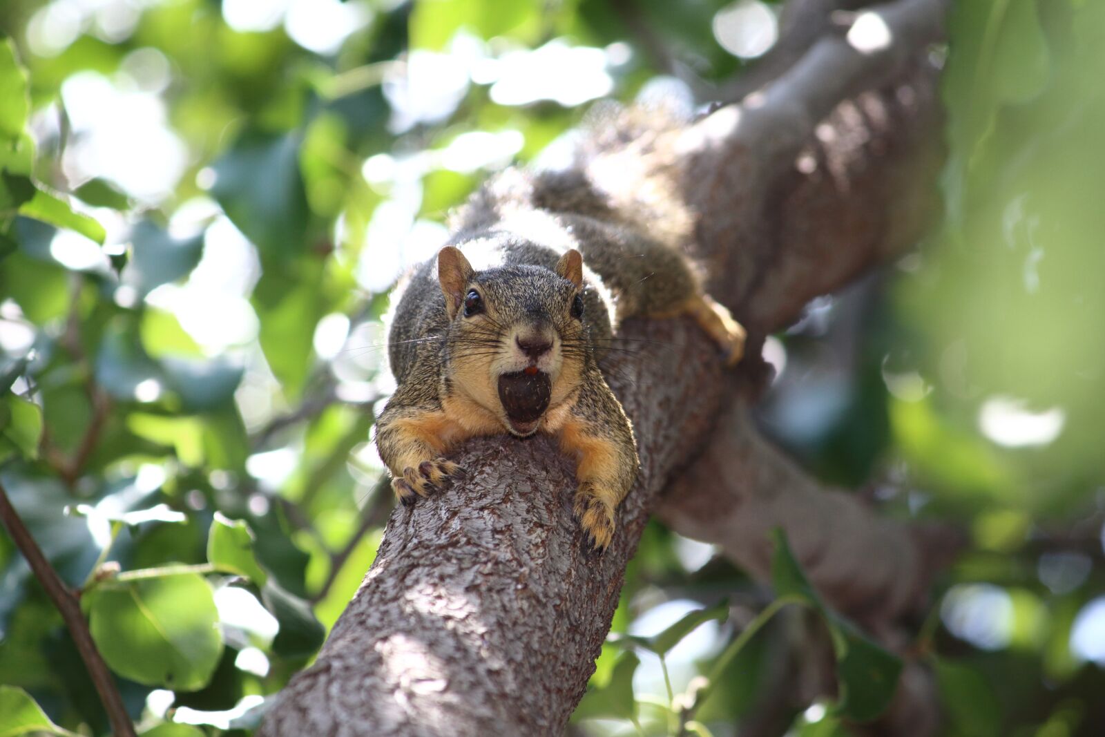Canon EOS 700D (EOS Rebel T5i / EOS Kiss X7i) + Canon EF-S 55-250mm F4-5.6 IS sample photo. Squirrel, nature, tree photography