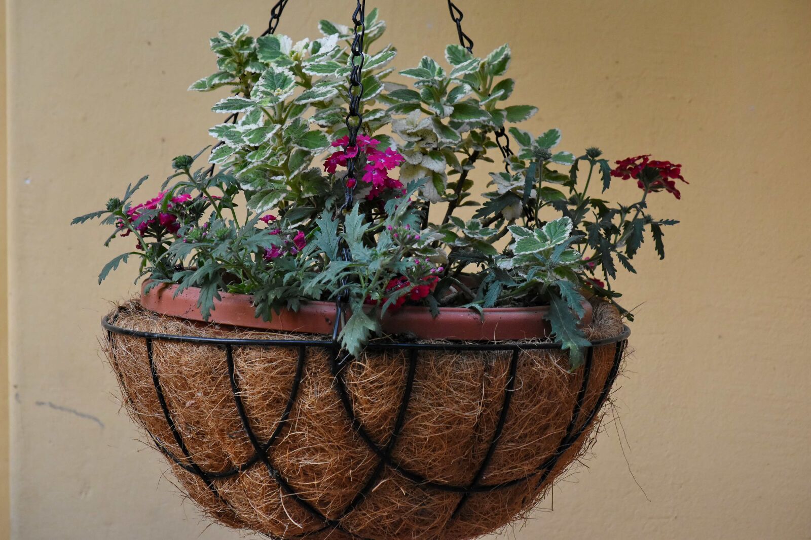 Nikon D5500 sample photo. Decoration, flowerpot, still life photography