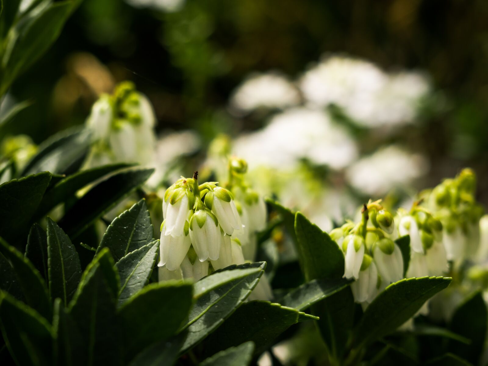 Panasonic Lumix DMC-GX8 sample photo. Flower, leaf, plant photography