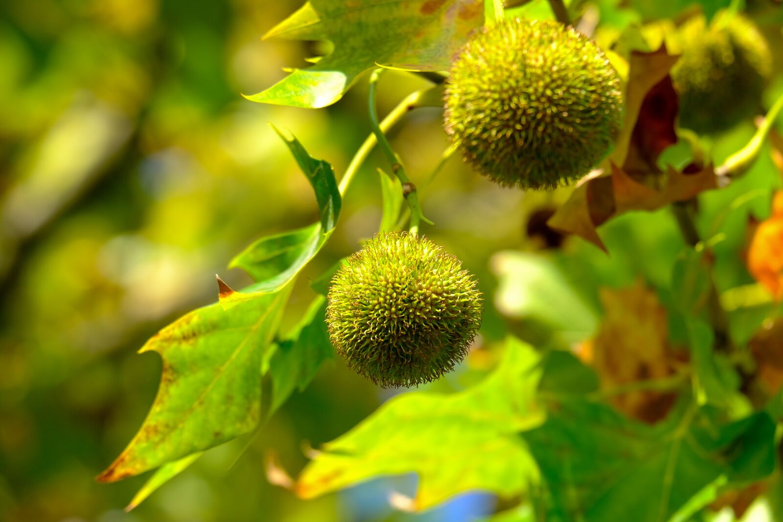 Fujifilm X-T3 sample photo. Chestnut, autumn, food photography