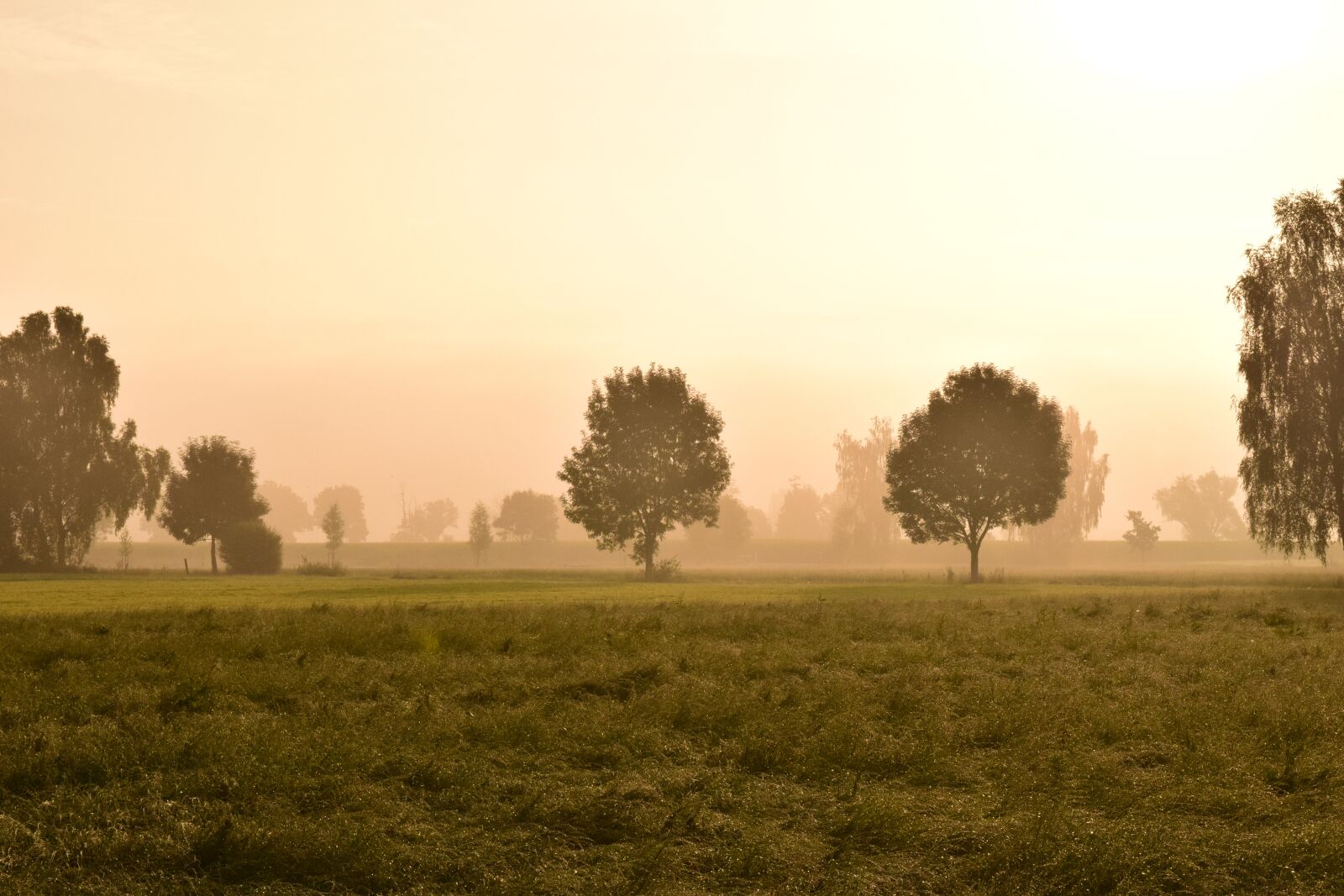 Nikon D3300 sample photo. Morning mist, fog, landscape photography