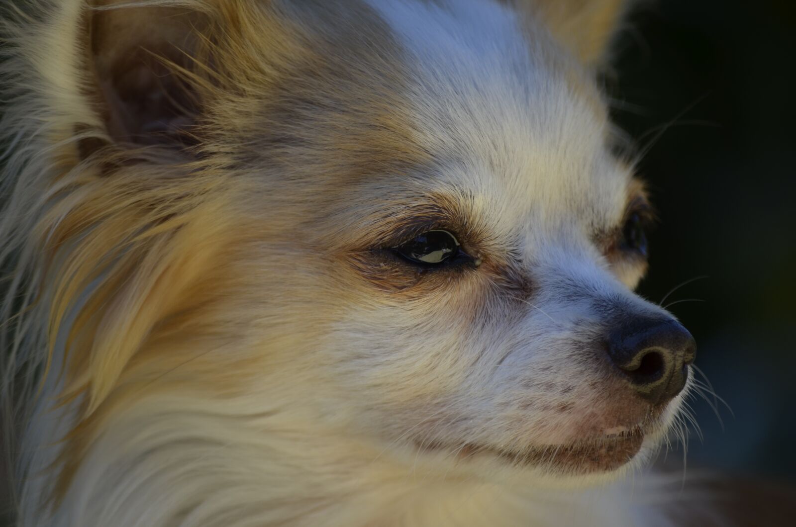 Nikon D5100 sample photo. Small dog, dog, chihuahua photography