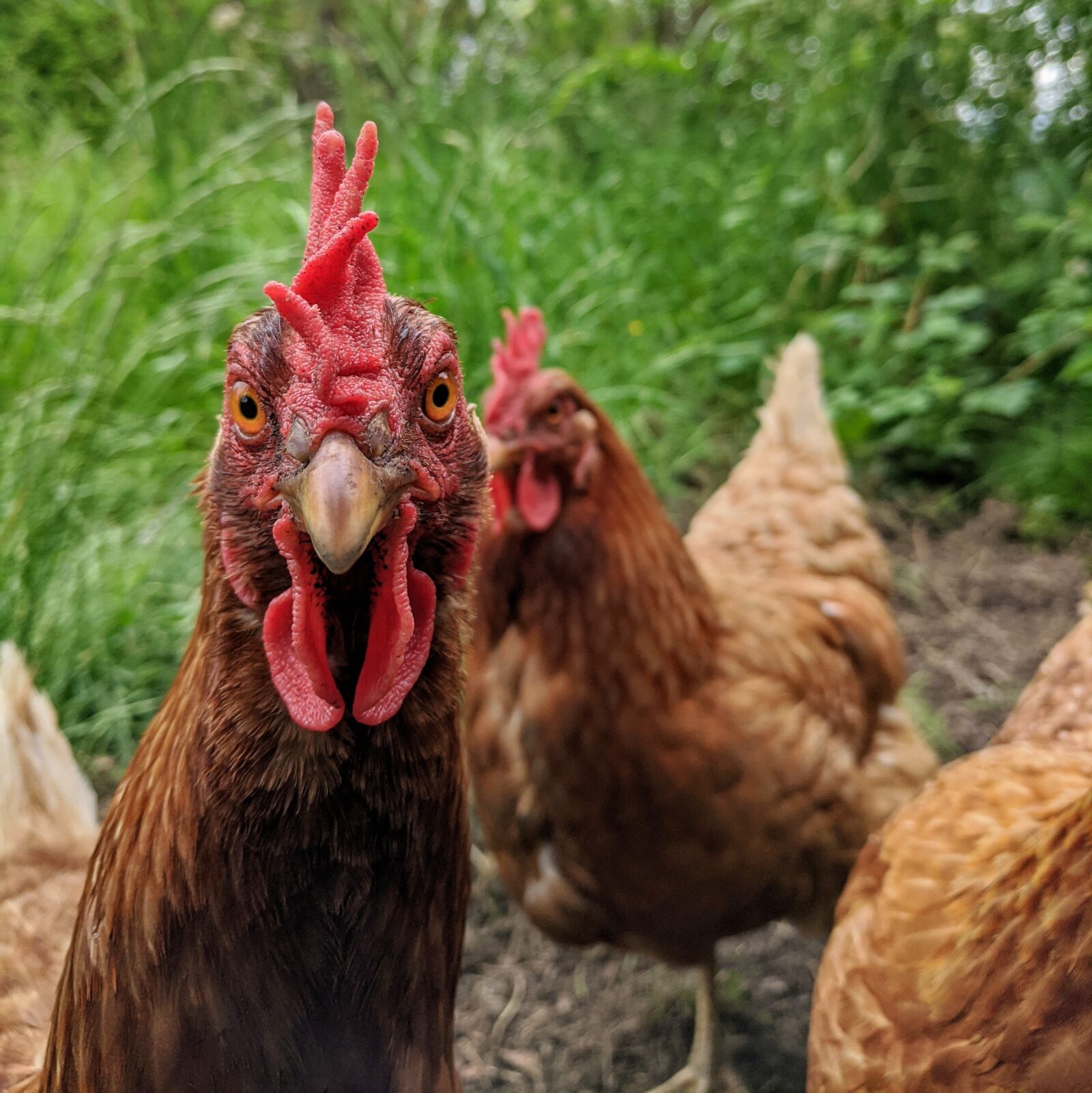 Google Pixel sample photo. Chicken, hen, view photography
