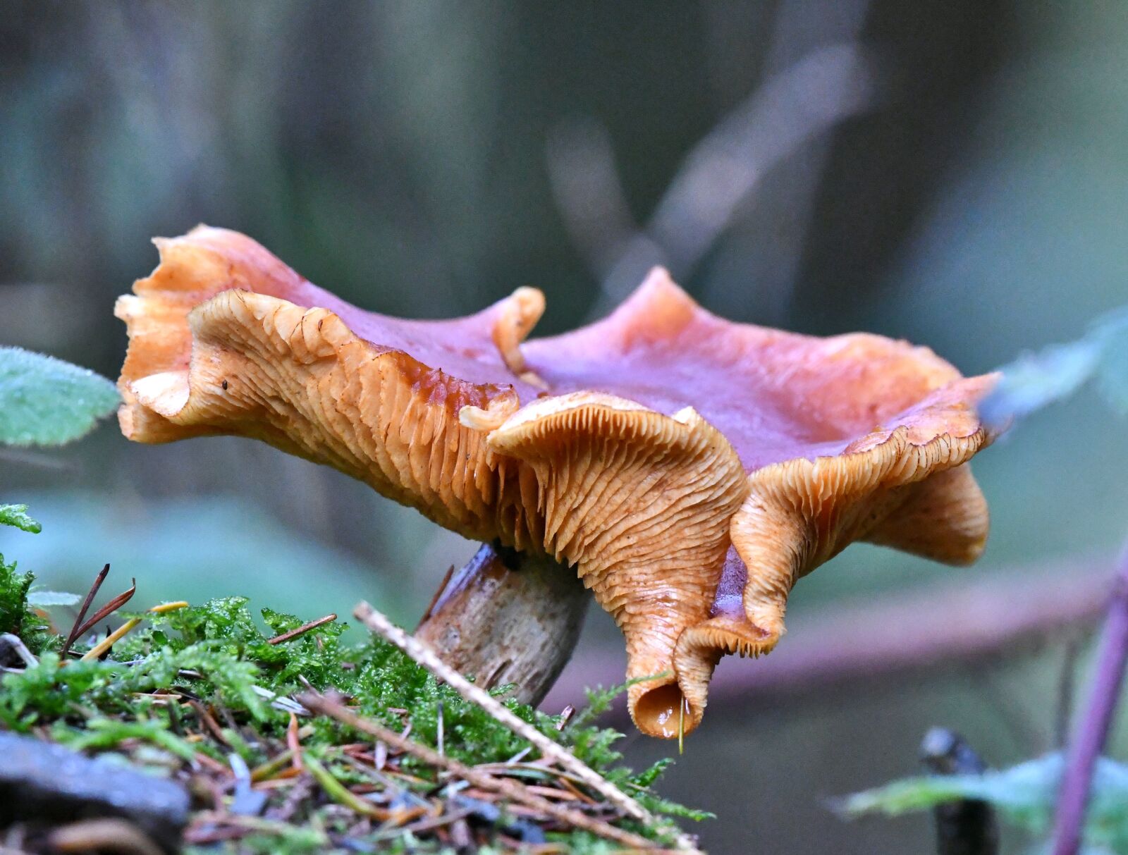 Nikon D500 sample photo. Mushroom, autumn, forest photography
