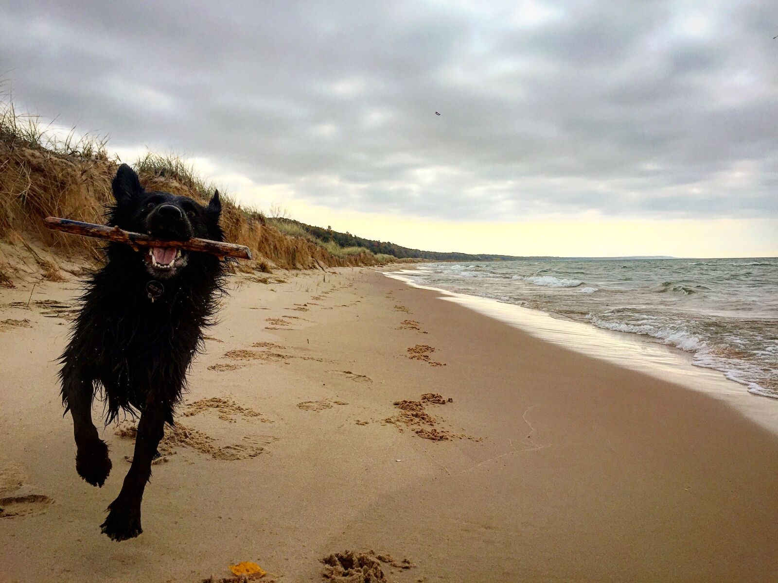 iPhone 6 Plus back camera 4.15mm f/2.2 sample photo. Dog, beach, stick photography