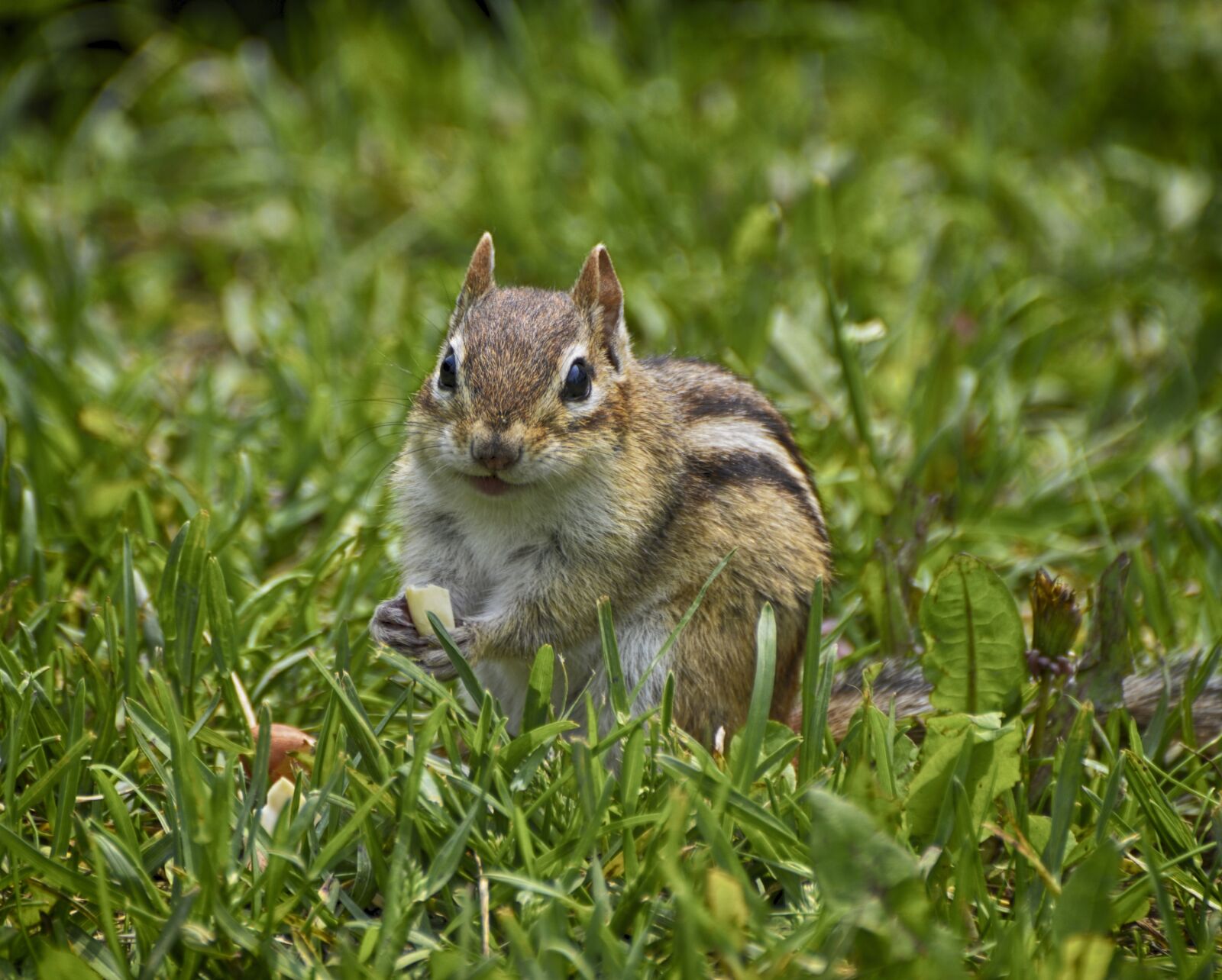 Nikon D7000 sample photo. Hungry chipmunk, green grass photography