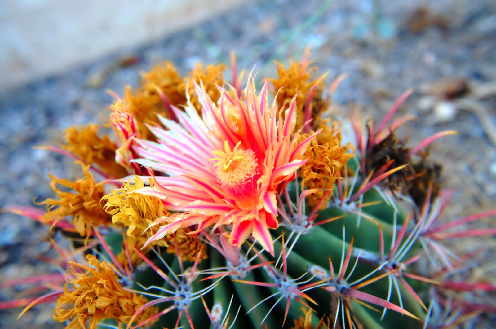 Nikon D300 sample photo. Cactus, cacti, plants photography