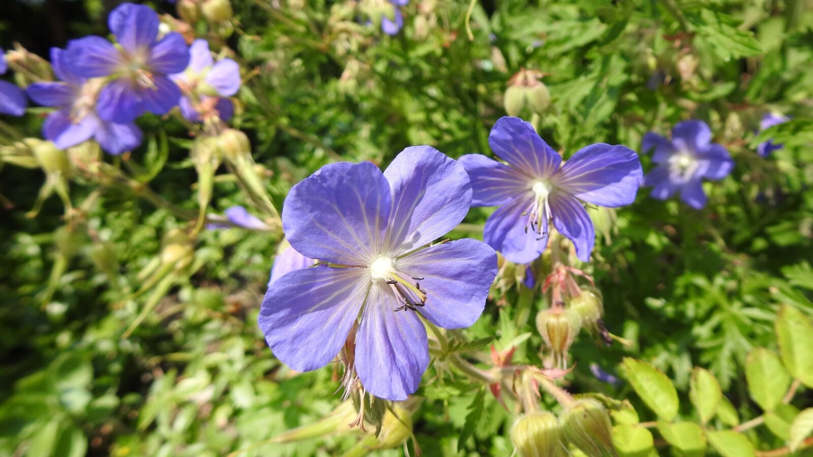 Nikon Coolpix P900 sample photo. Violet, wildflower, flowers photography