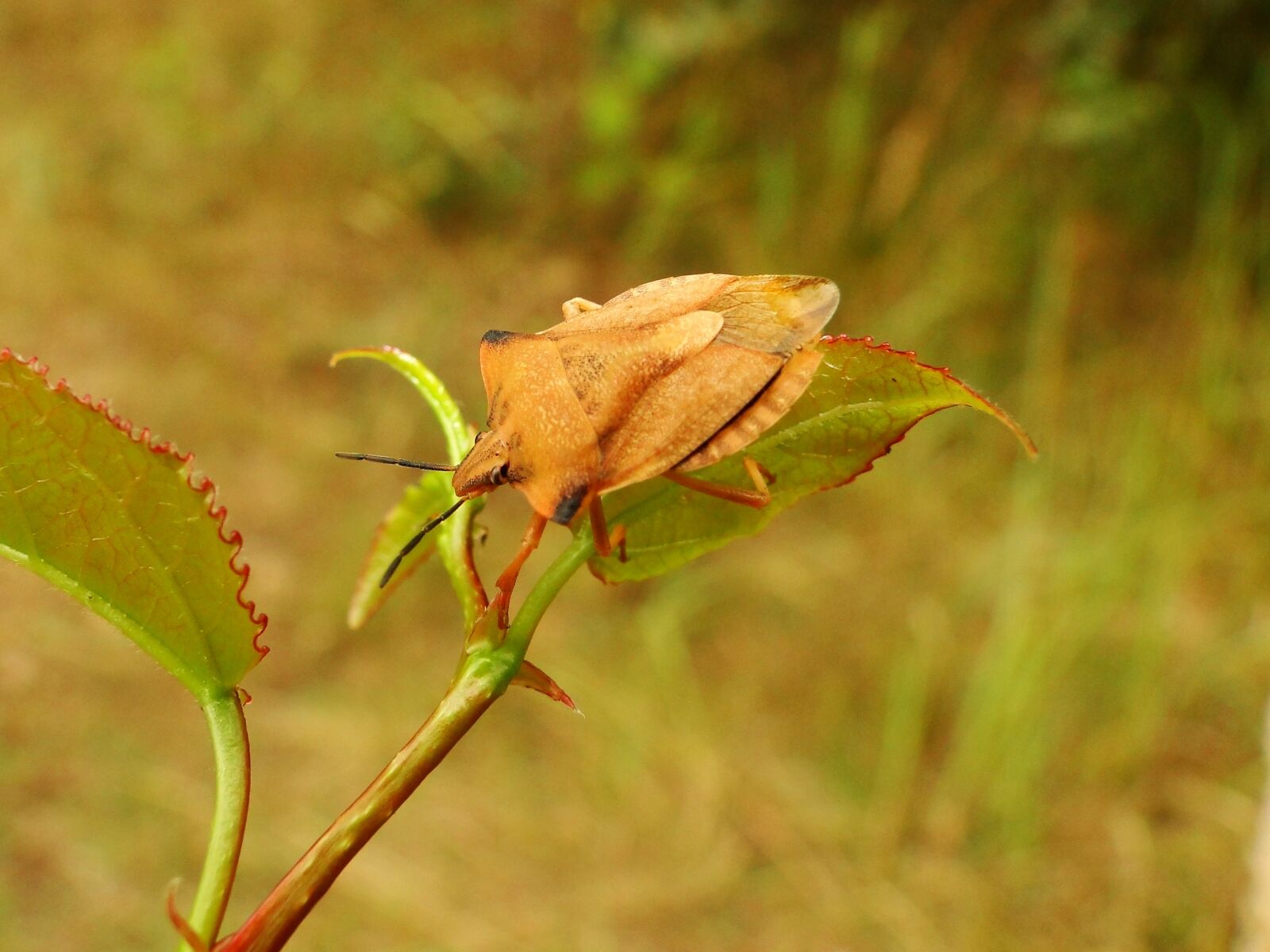 Sony Cyber-shot DSC-HX1 sample photo. Borczyniec fruit, pluskwiak, insect photography