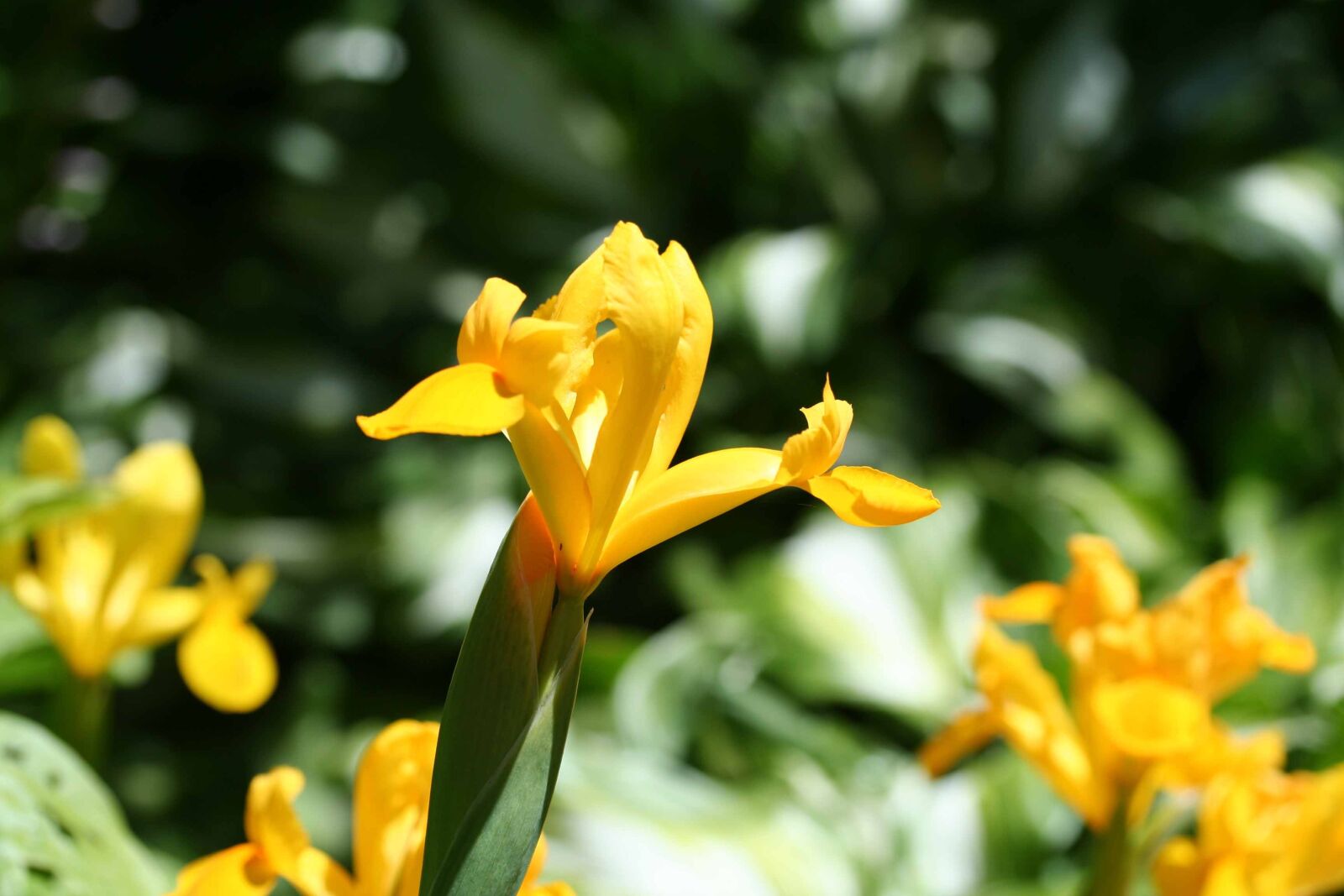 Canon EOS 350D (EOS Digital Rebel XT / EOS Kiss Digital N) sample photo. Yellow flag iris, iris photography