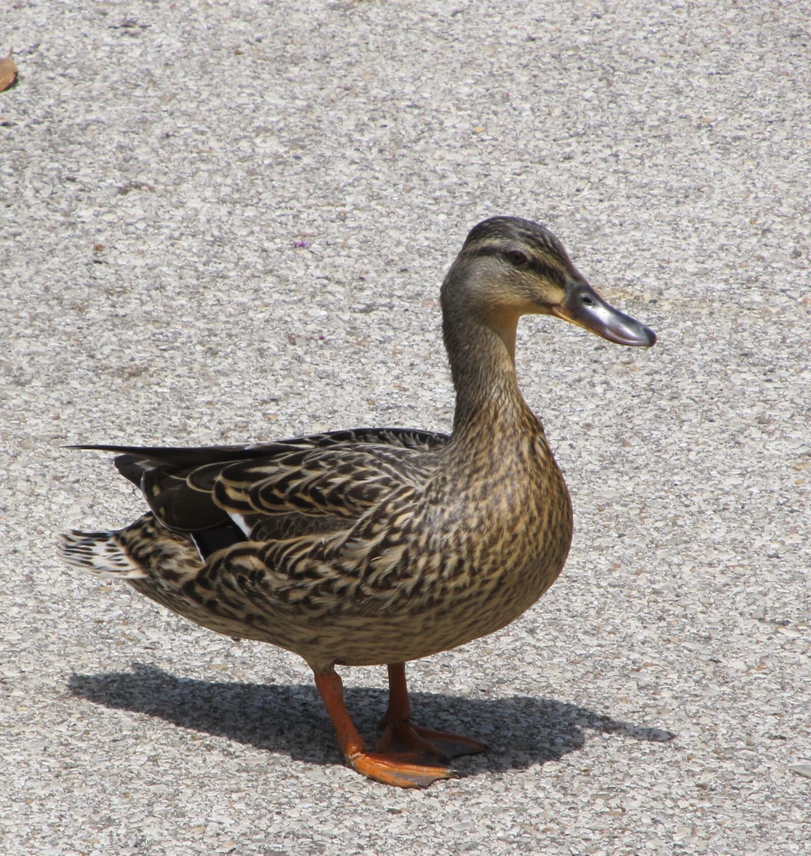 Canon PowerShot SX130 IS sample photo. Duck, bird, wildlife photography