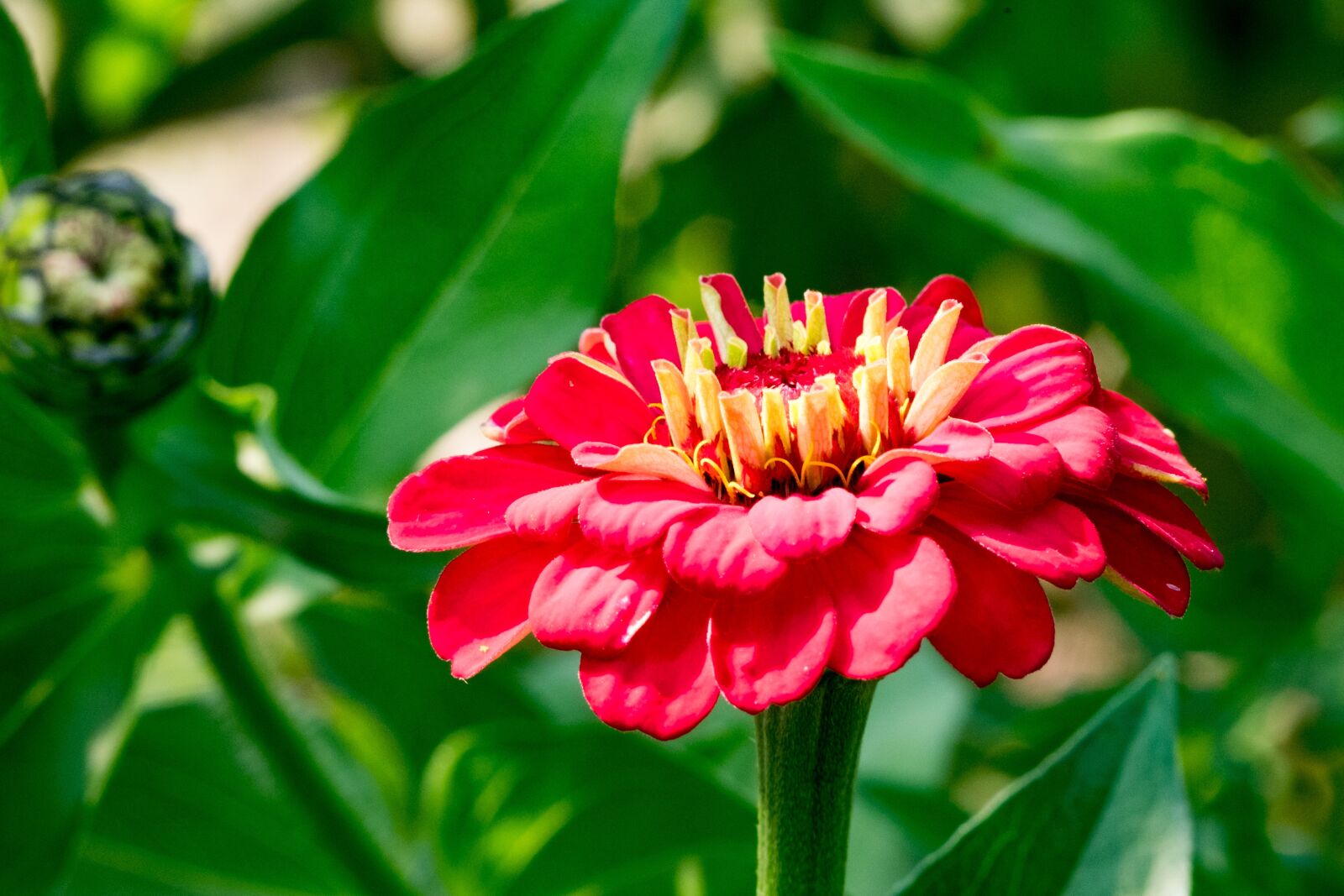 Fujifilm X-T10 sample photo. Zinnia, flower, garden photography