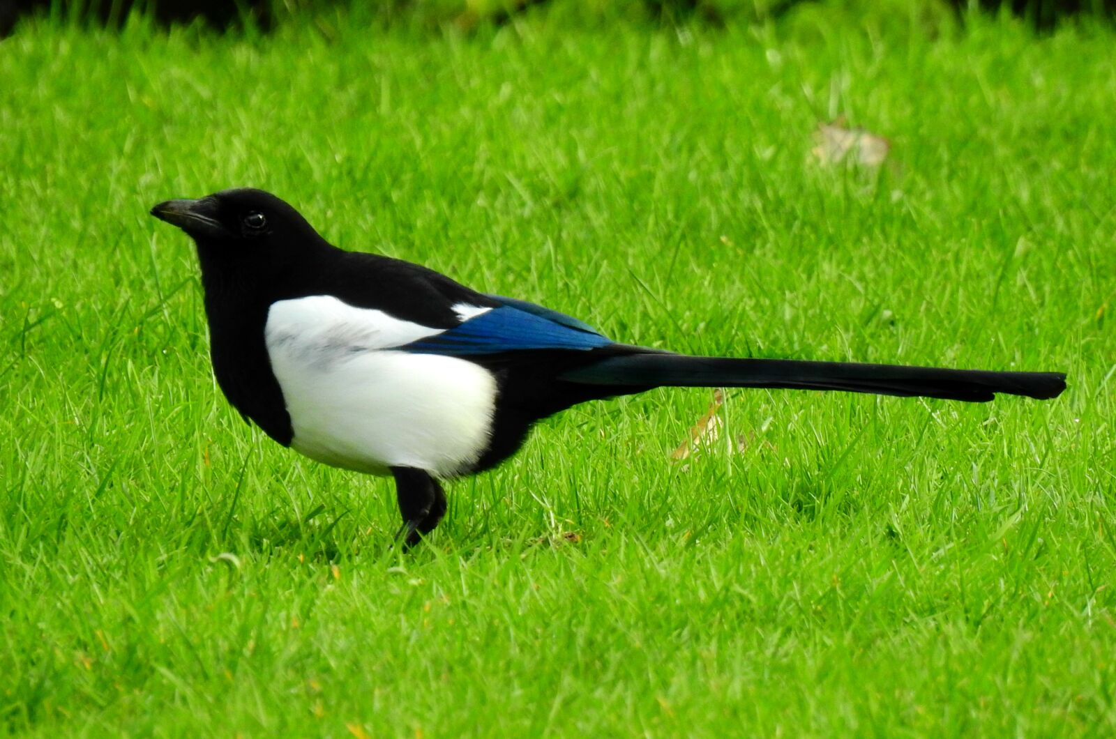 Nikon Coolpix P900 sample photo. Magpie, bird, animal photography