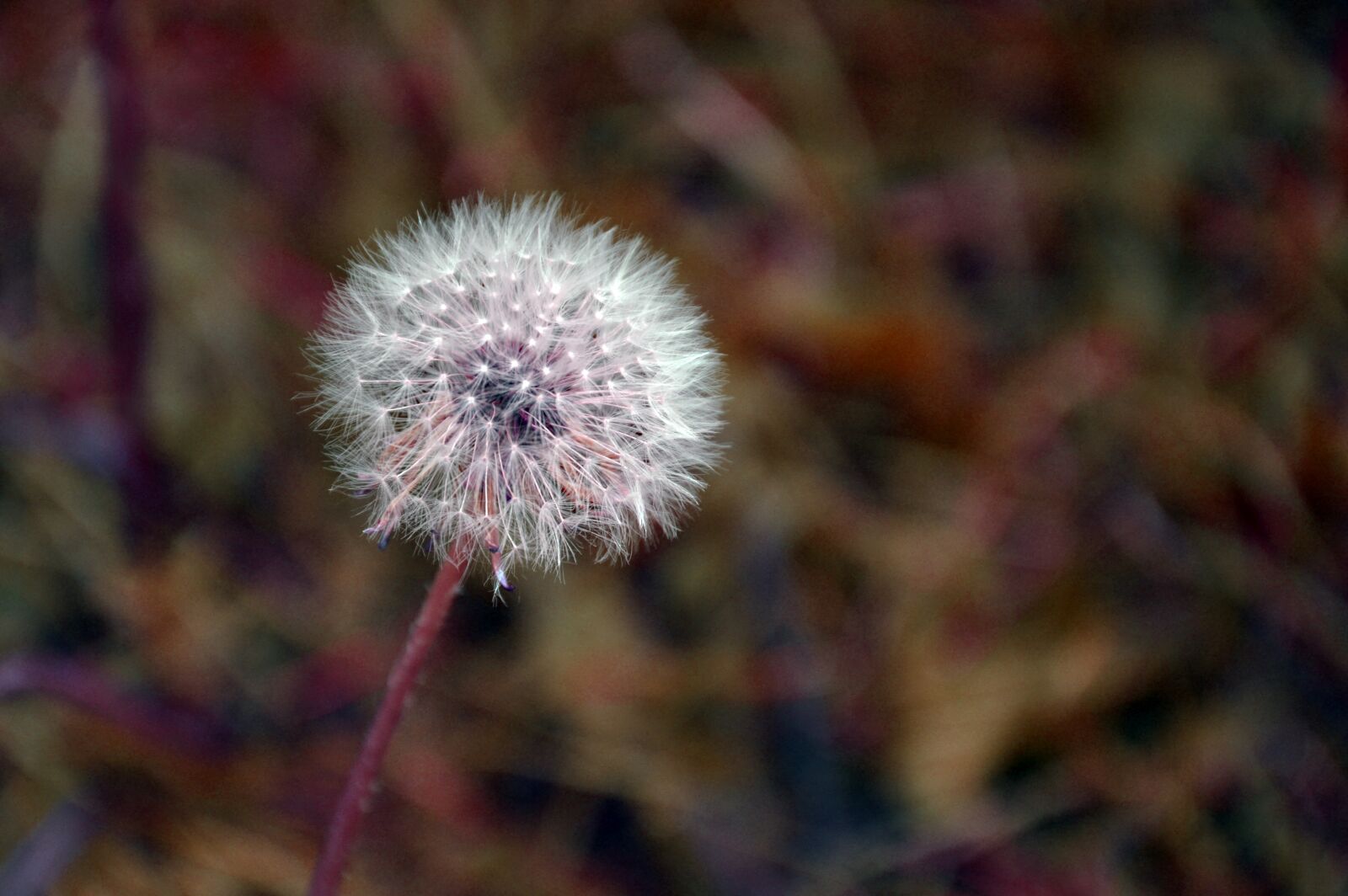 Nikon D3200 sample photo. Dandelion, blossom, bloom photography