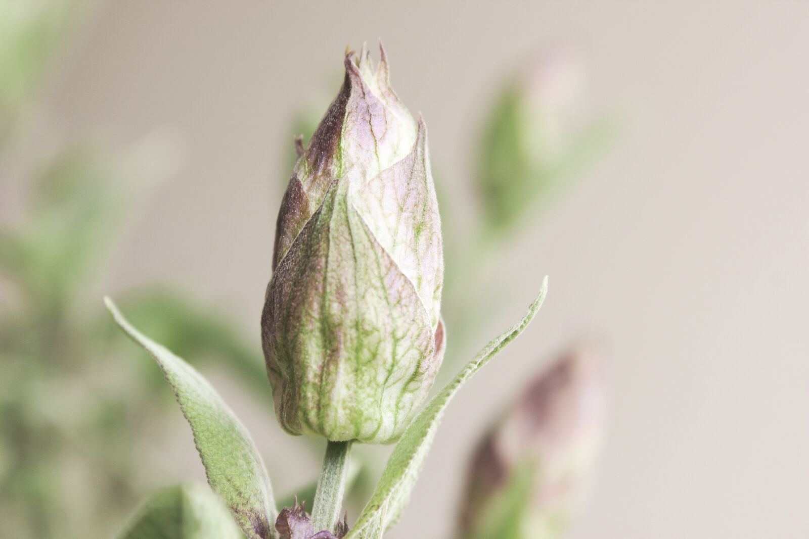 Canon EOS 600D (Rebel EOS T3i / EOS Kiss X5) sample photo. Sage, sage flower, vintage photography