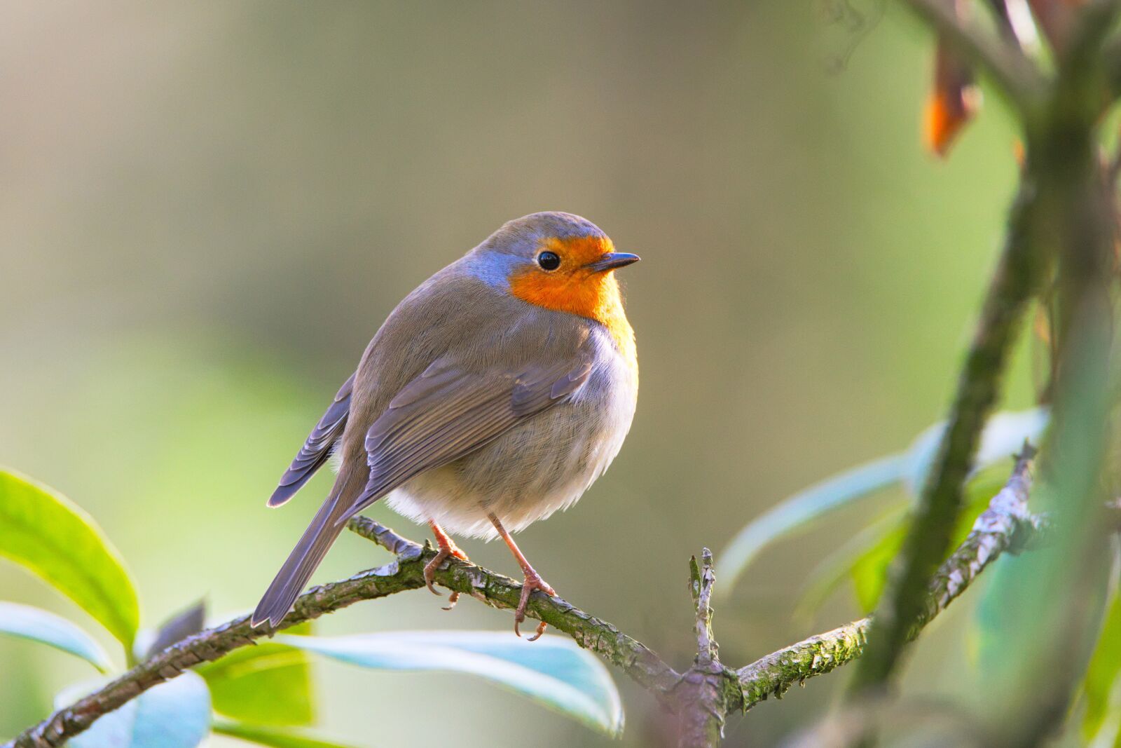 Nikon D600 sample photo. Robin, bird, erithacus rubecula photography