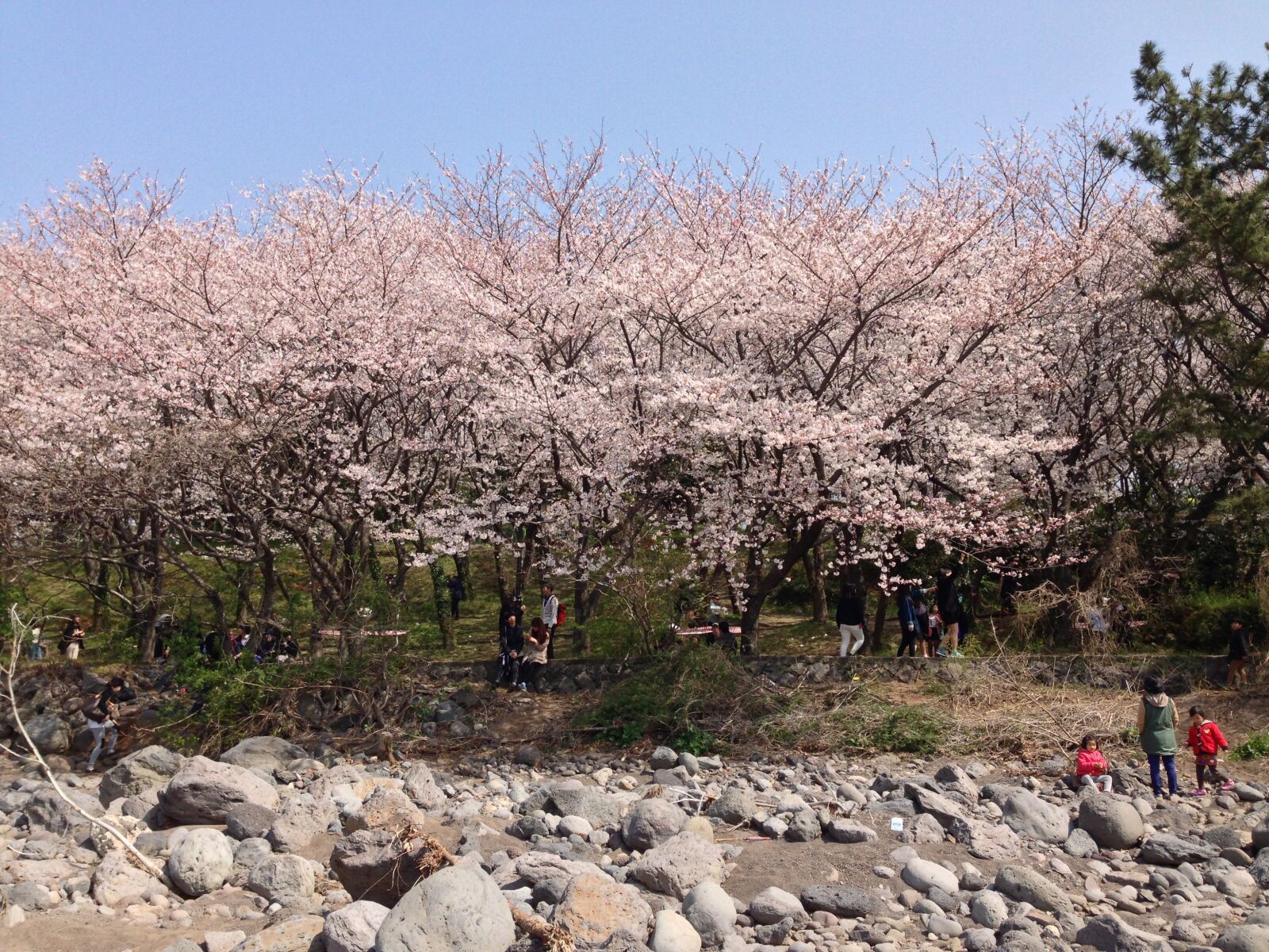 Apple iPhone 5 sample photo. Jeju, island, cherryblossom photography