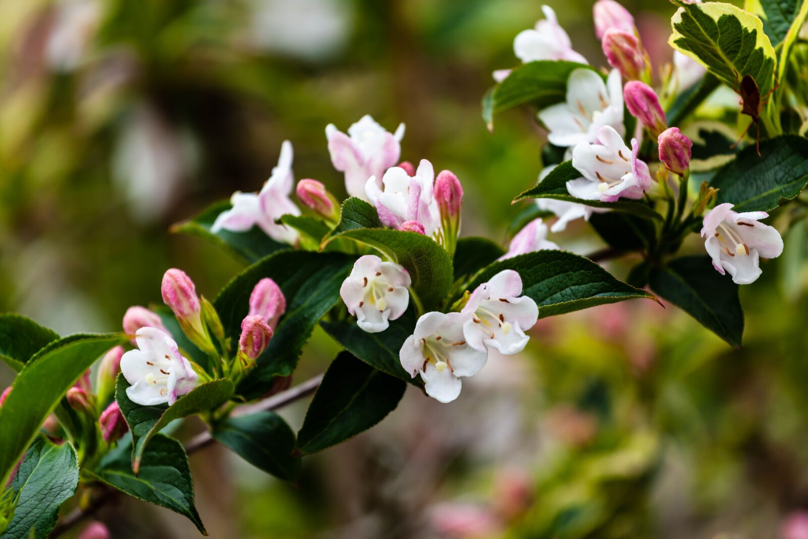 Canon EOS 5D Mark II sample photo. Pink flower, pink blossom photography