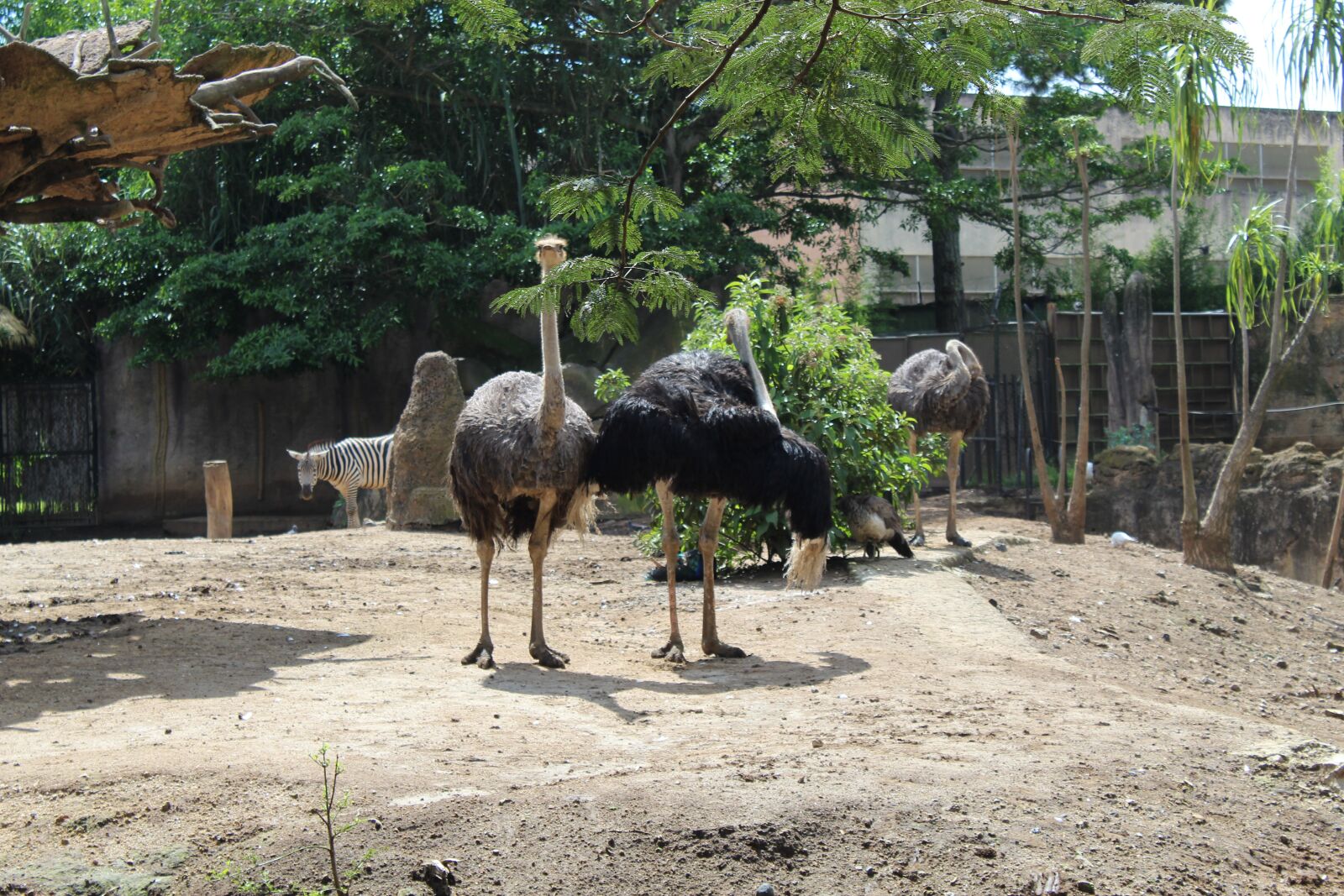 Canon EOS 1300D (EOS Rebel T6 / EOS Kiss X80) sample photo. Aves, avestruz, corredora photography