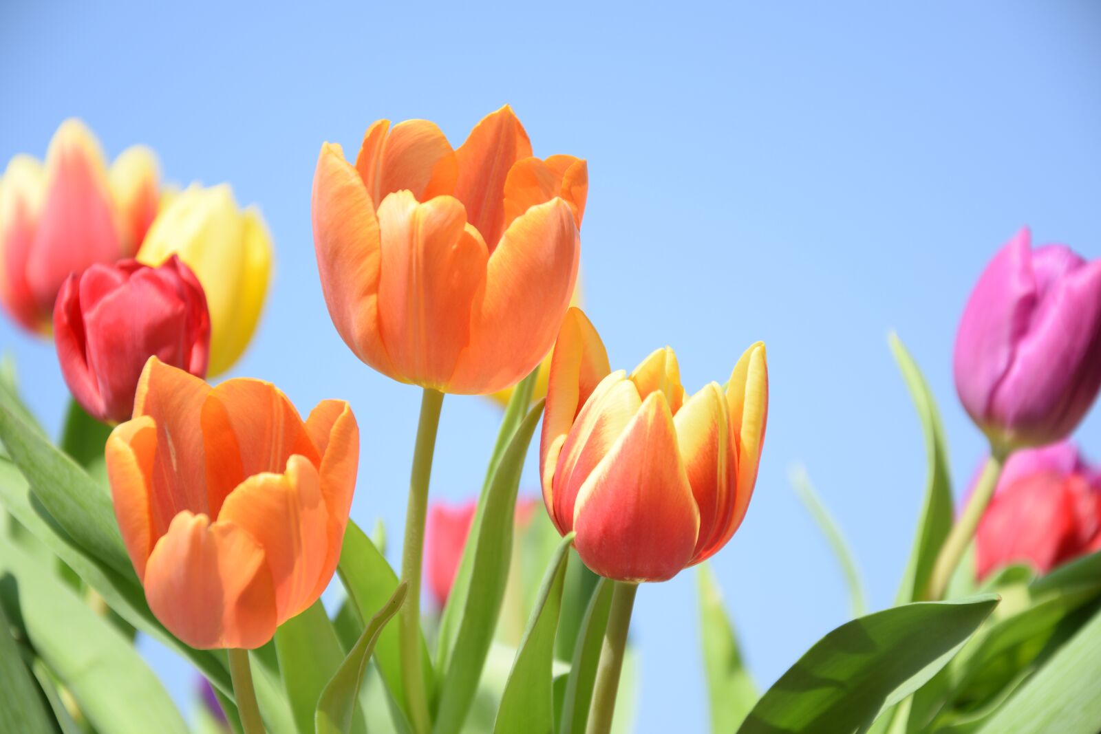 Nikon D3300 sample photo. Tulips, air, spring photography