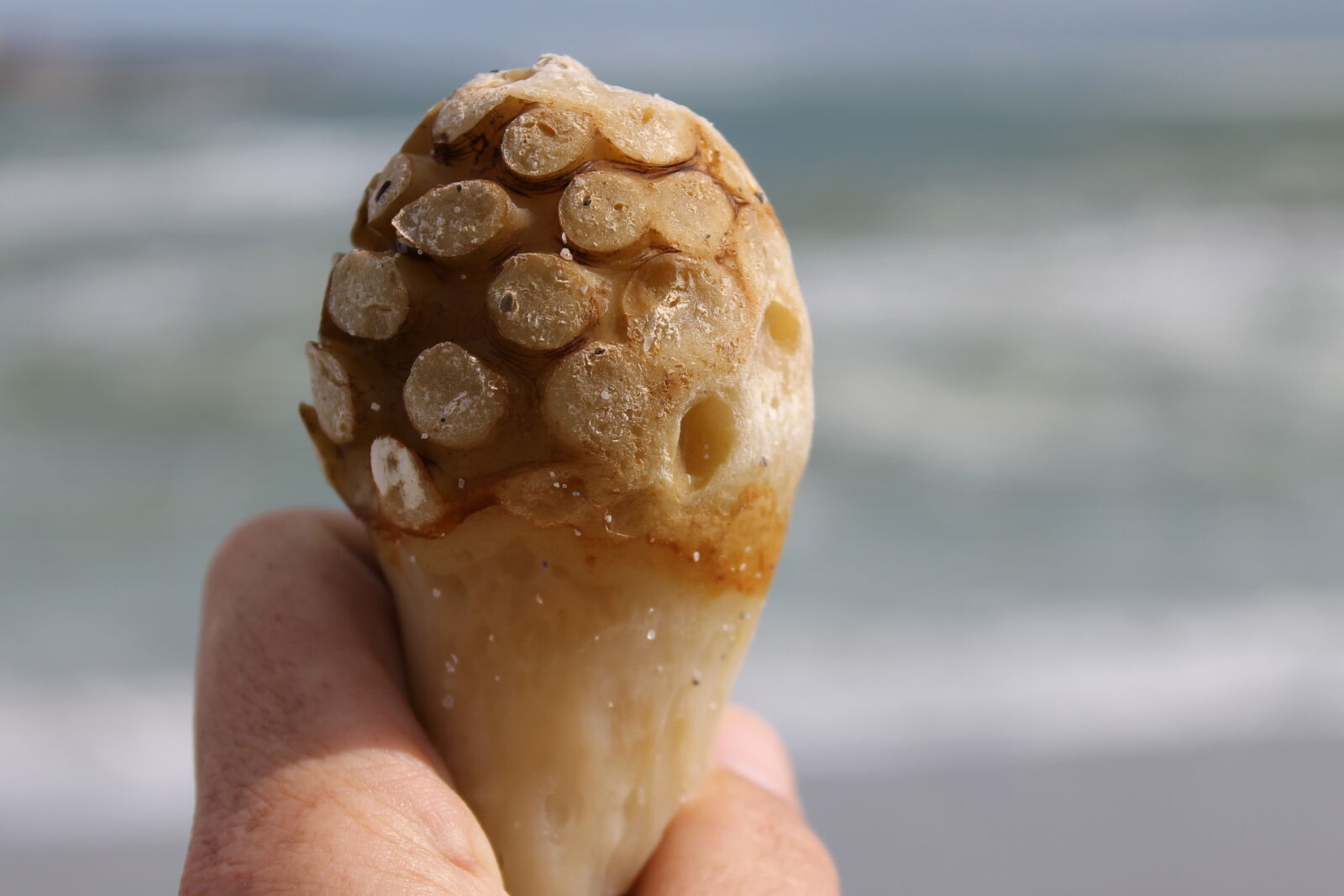 Canon EOS 1100D (EOS Rebel T3 / EOS Kiss X50) sample photo. Ice, cream, cone, kelp photography