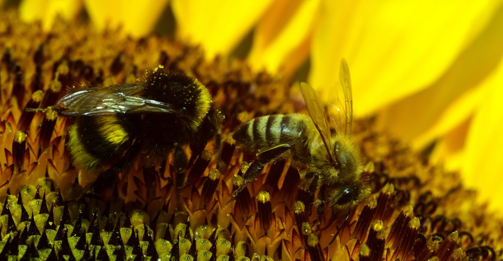 Nikon D3300 sample photo. Hummel, bee, blossom photography