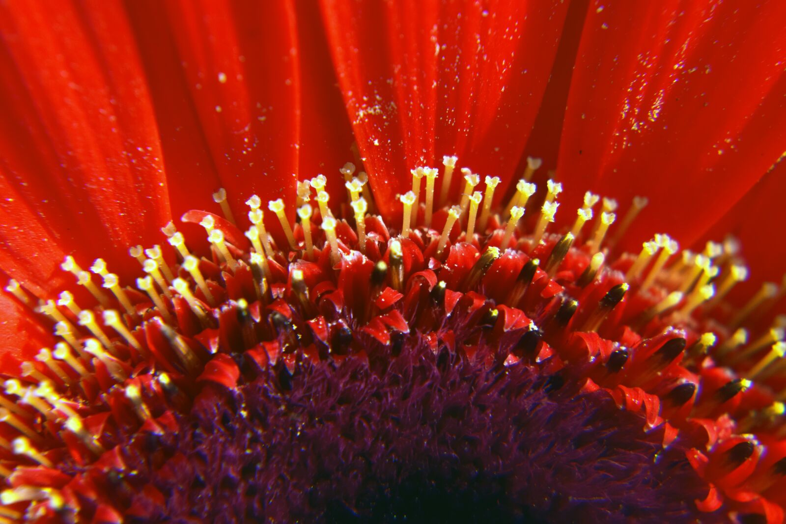Nikon D5300 sample photo. Flower, red, pistil photography