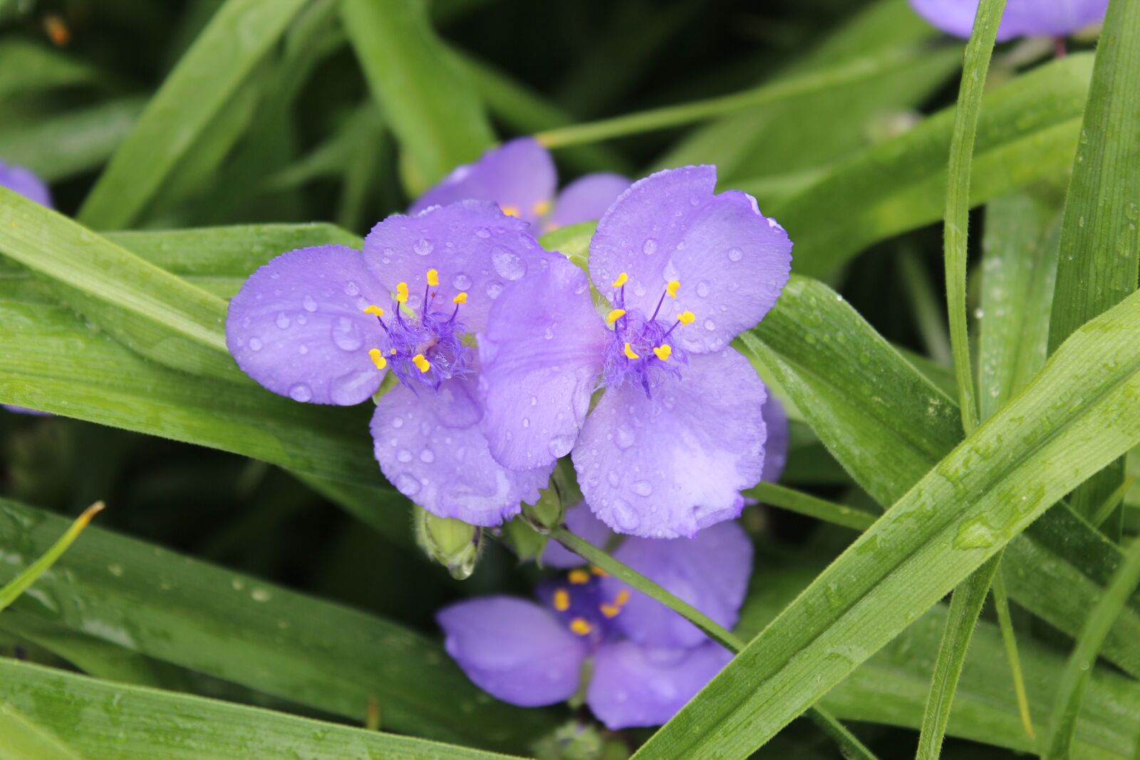 Canon EOS 600D (Rebel EOS T3i / EOS Kiss X5) sample photo. Purple flower, purple, nature photography